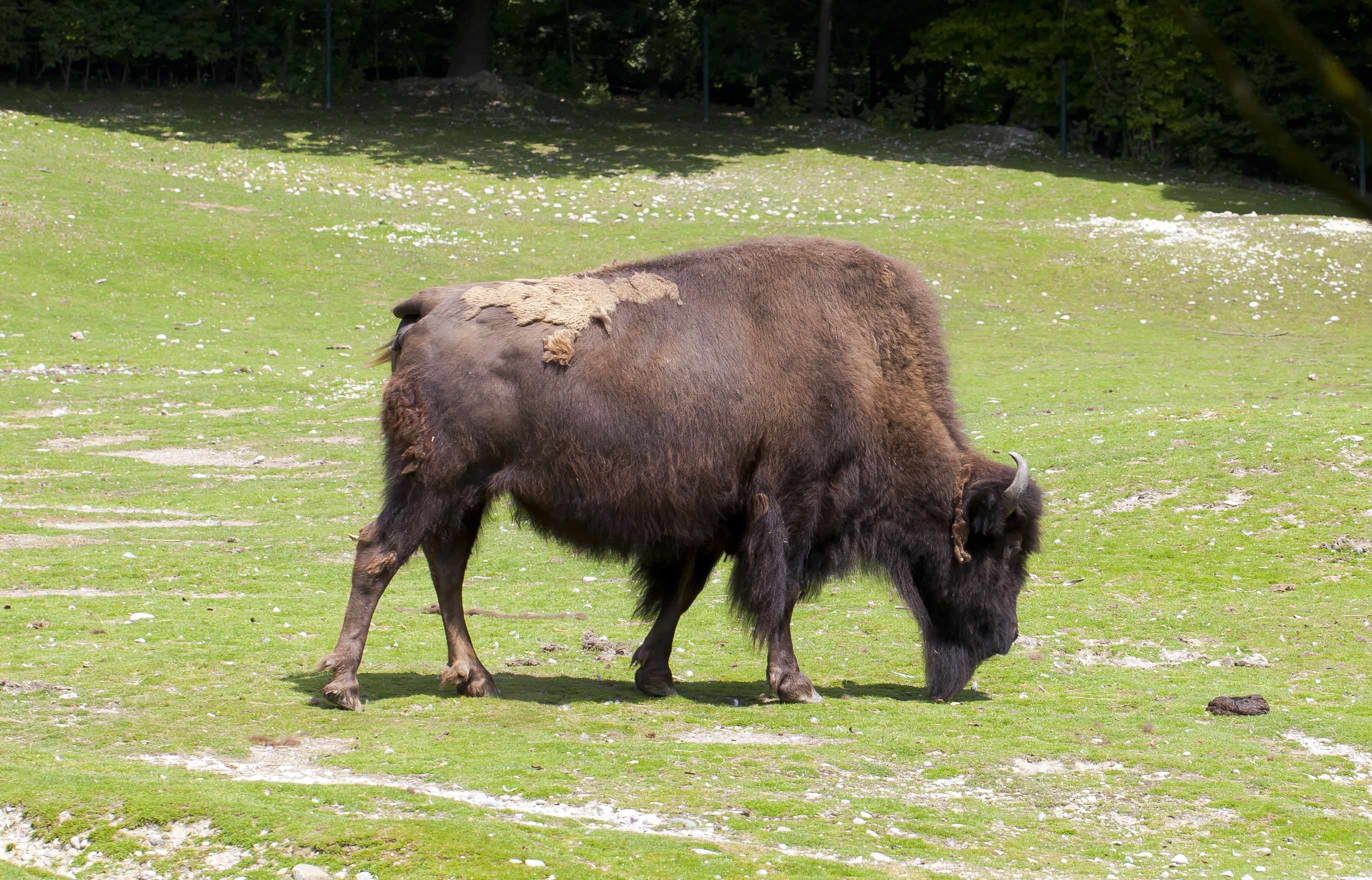 Bisonte europeo (Bison bonasus), Tierpark Hellabrunn, Múnich, Alemania, 2012-06-17, DD 02