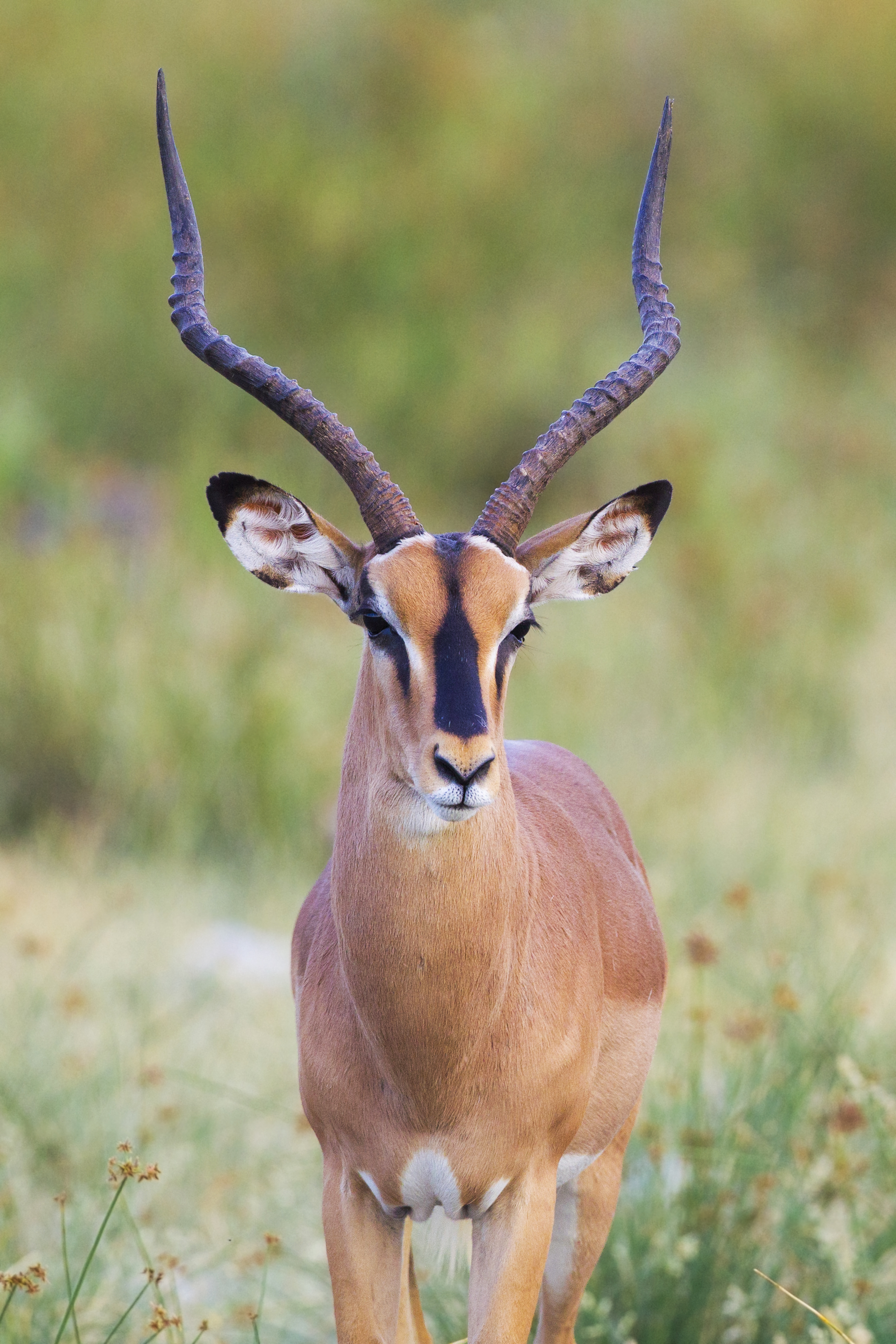 Black-faced impala from Etosha National Park, Namibia, 2014