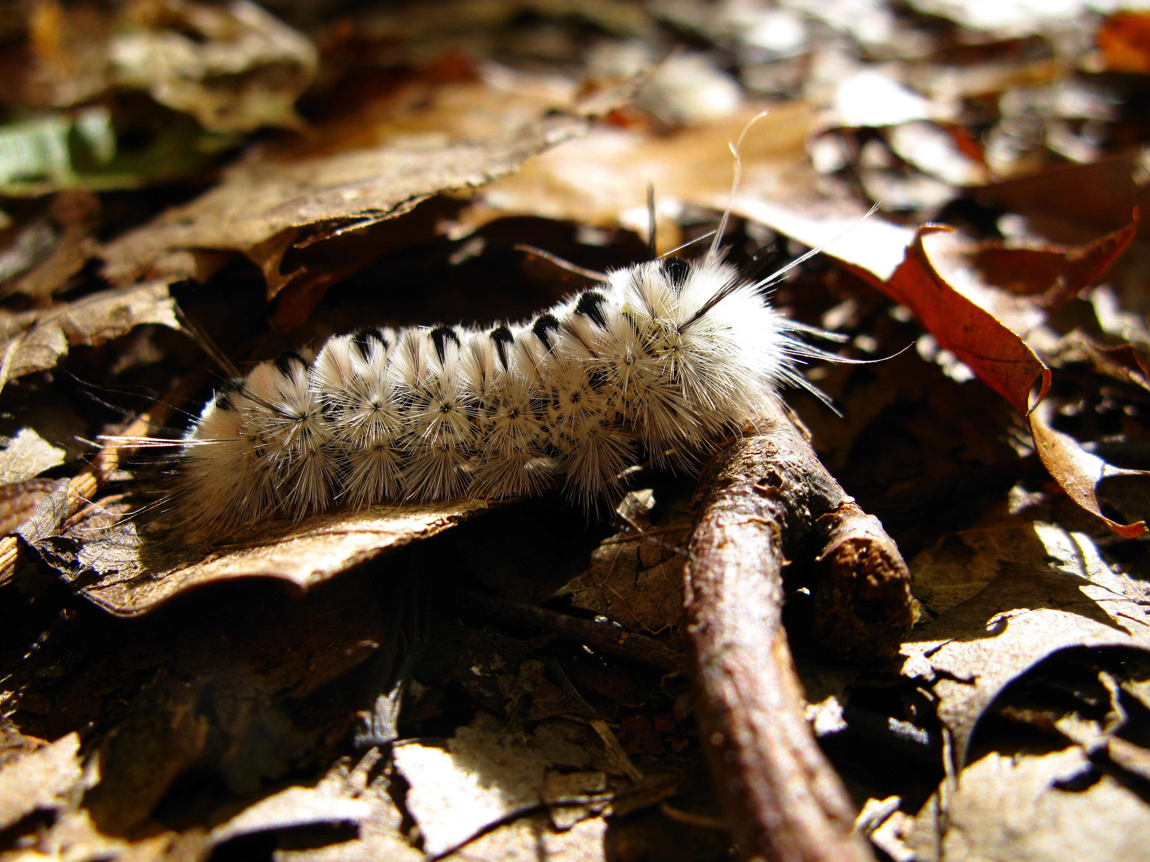 Black-white-caterpillar-macro - West Virginia - ForestWander