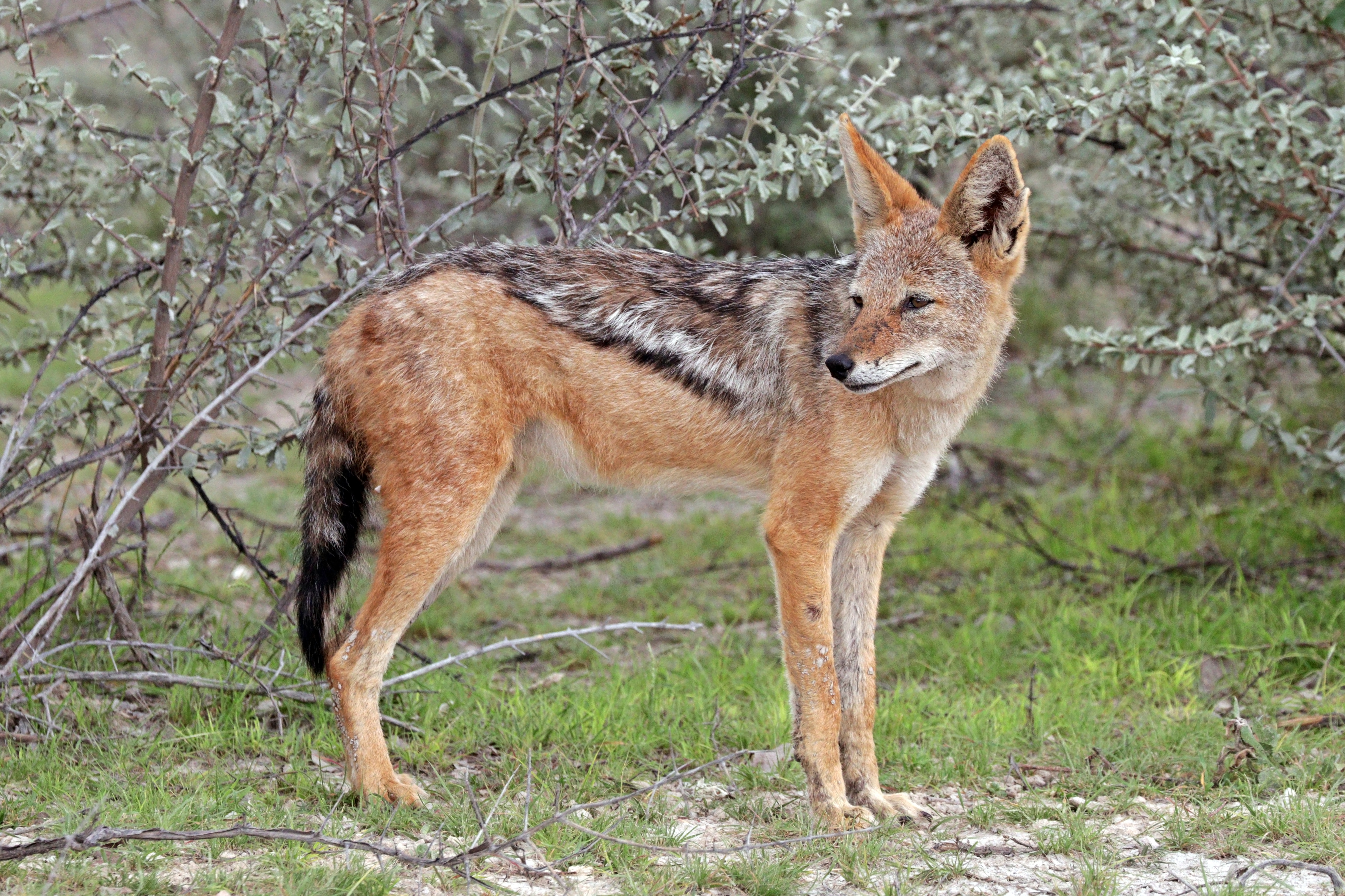 Black-backed jackal (Canis mesomelas mesomelas) 2
