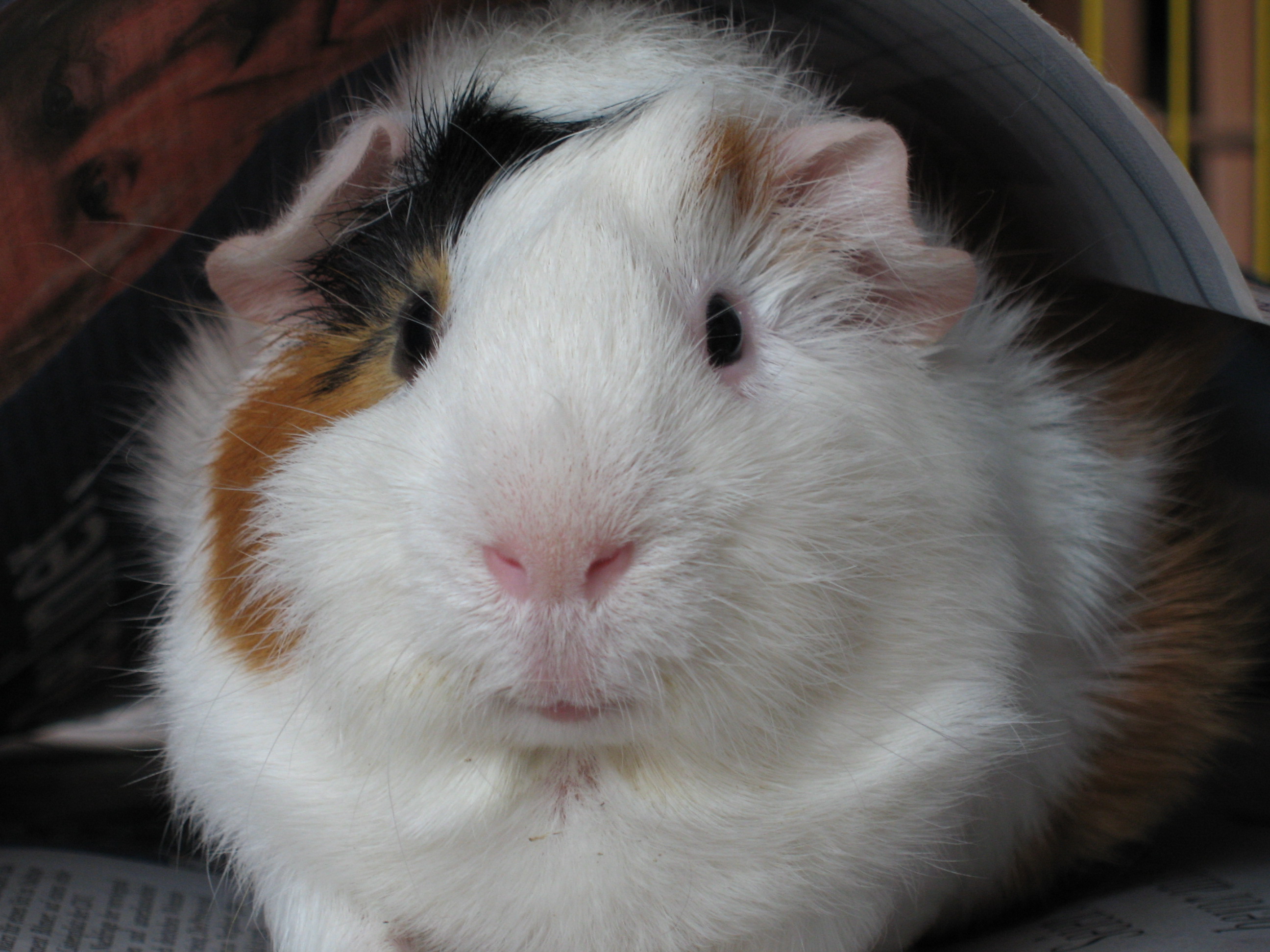 Bob, the guinea pig