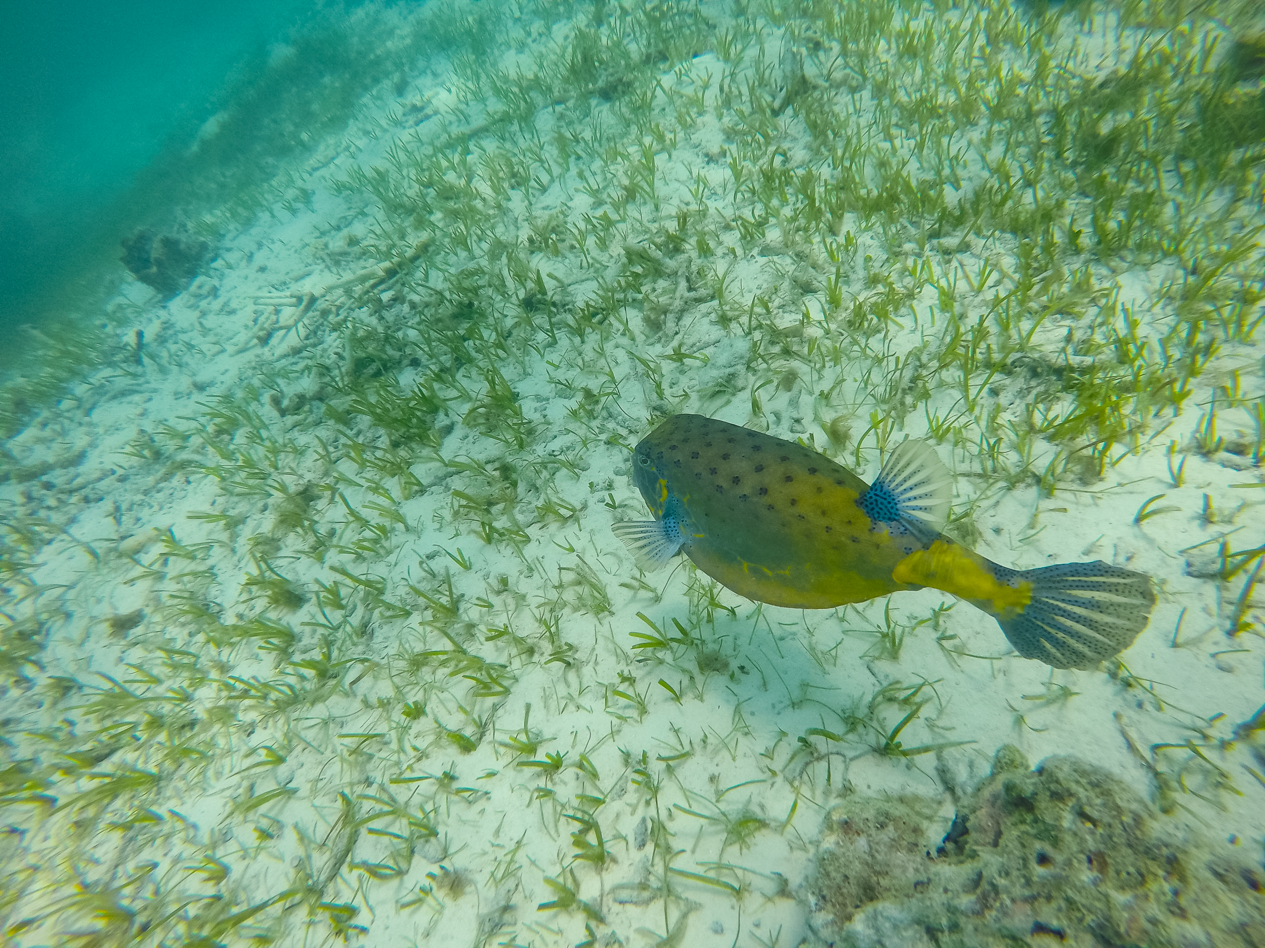 Boxfish Maledives (29534691391)