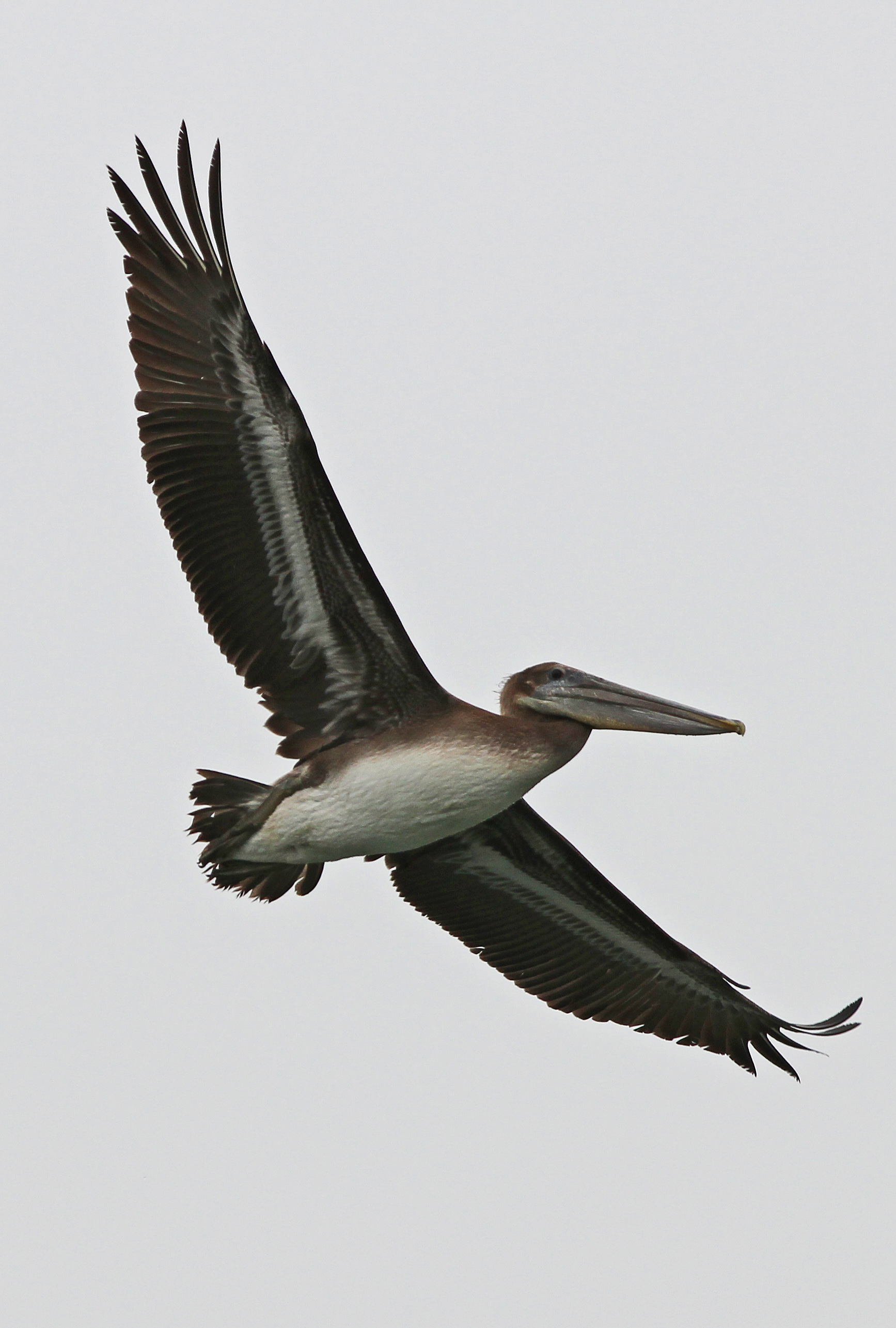 Brown Pelican - Pelecanus occidentalis, Moss Landing, California