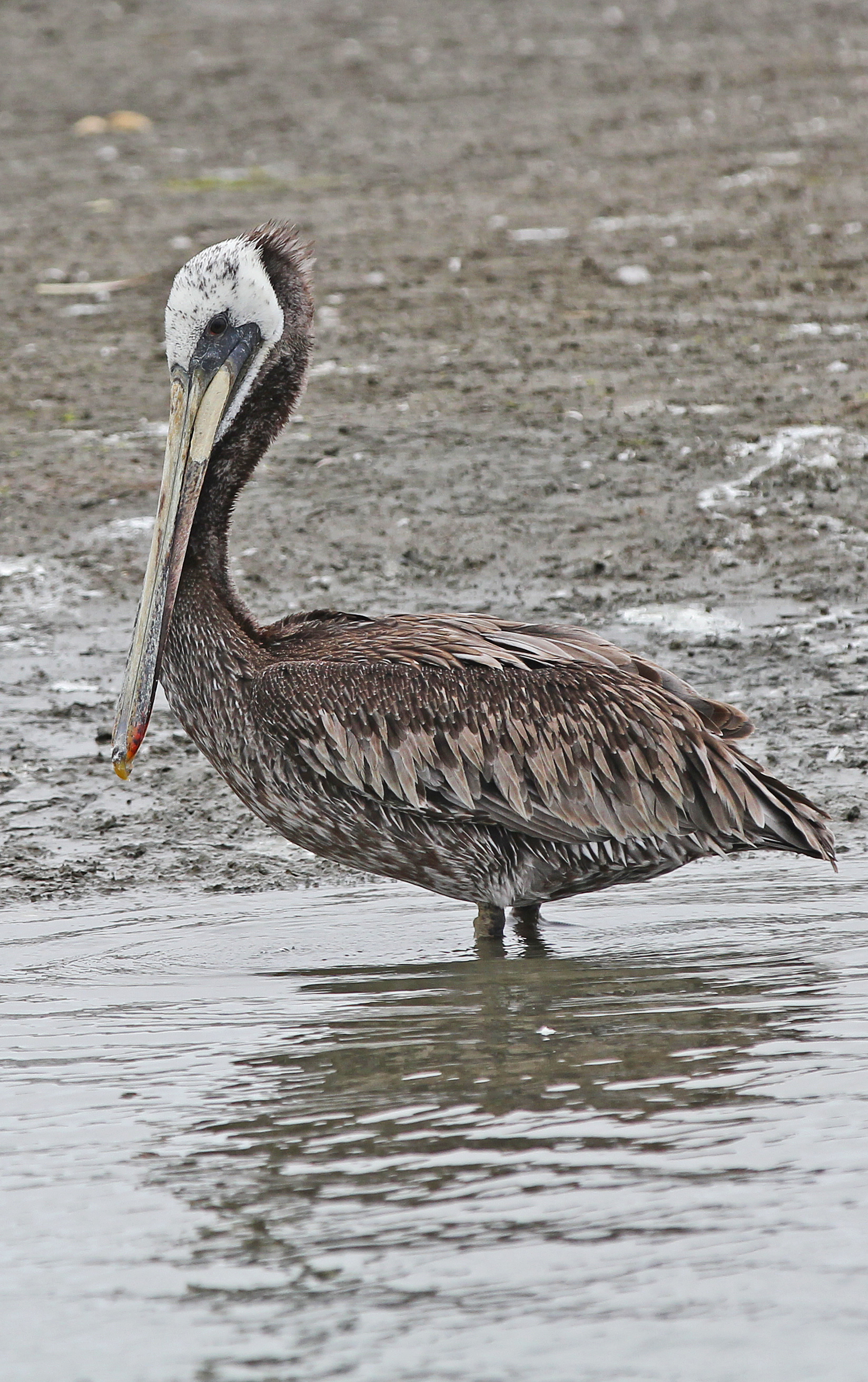 Brown Pelican - Pelecanus occidentalis, Moss Landing, California - 9281443952