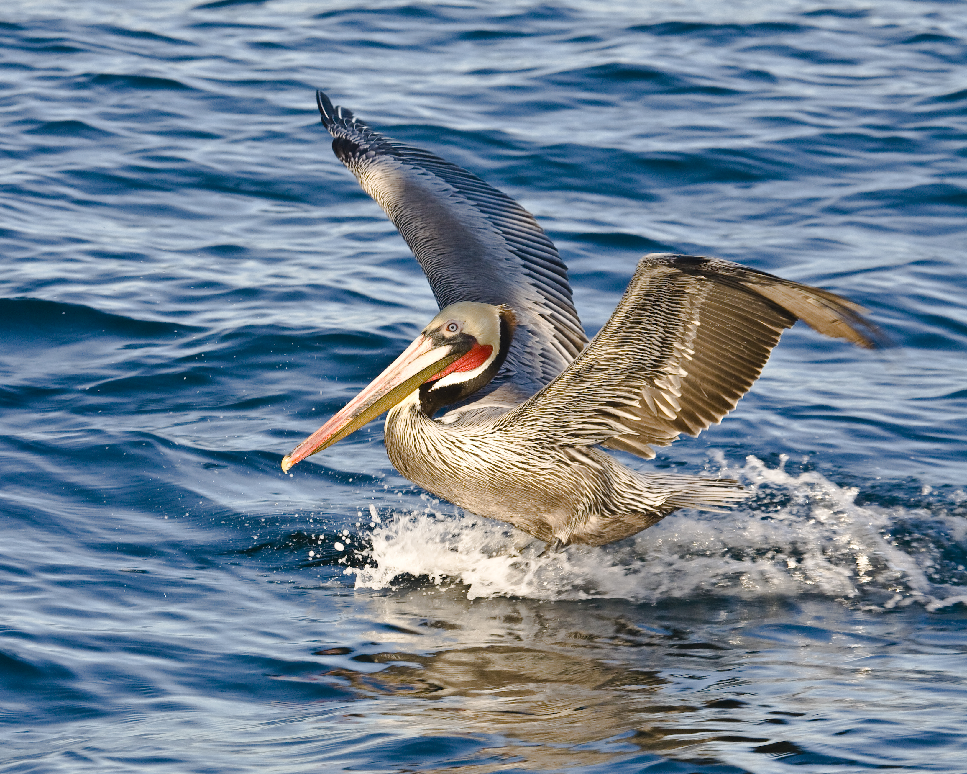 Brown Pelican, Pelagic Boat Trip