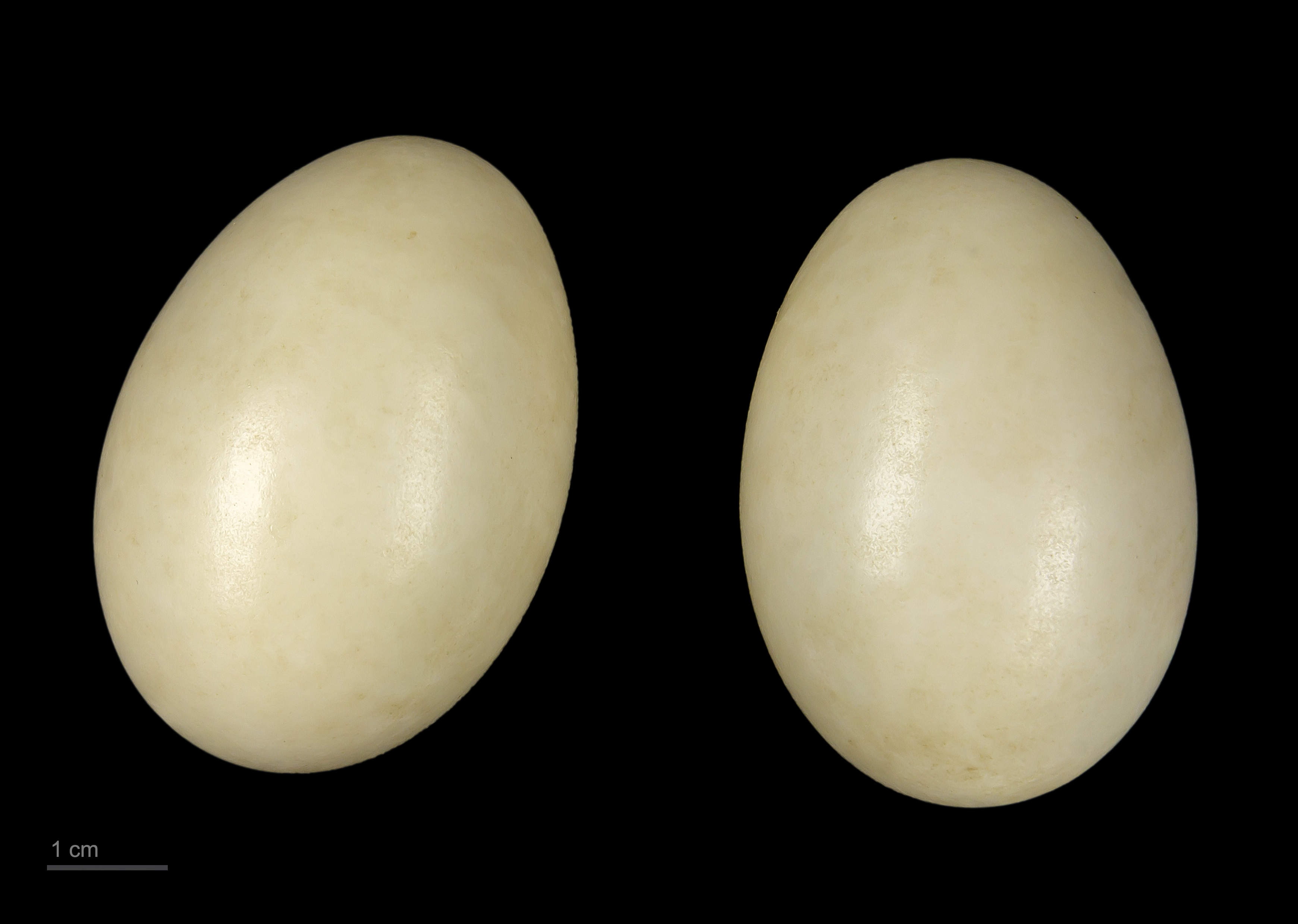 Bucephala albeola MHNT.ZOO.2010.11.17.1