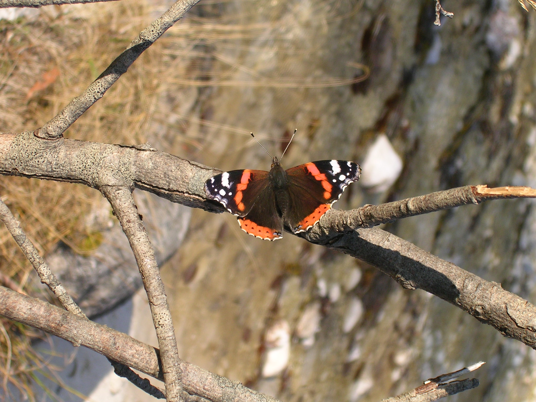 Butterfly, Mojstrana