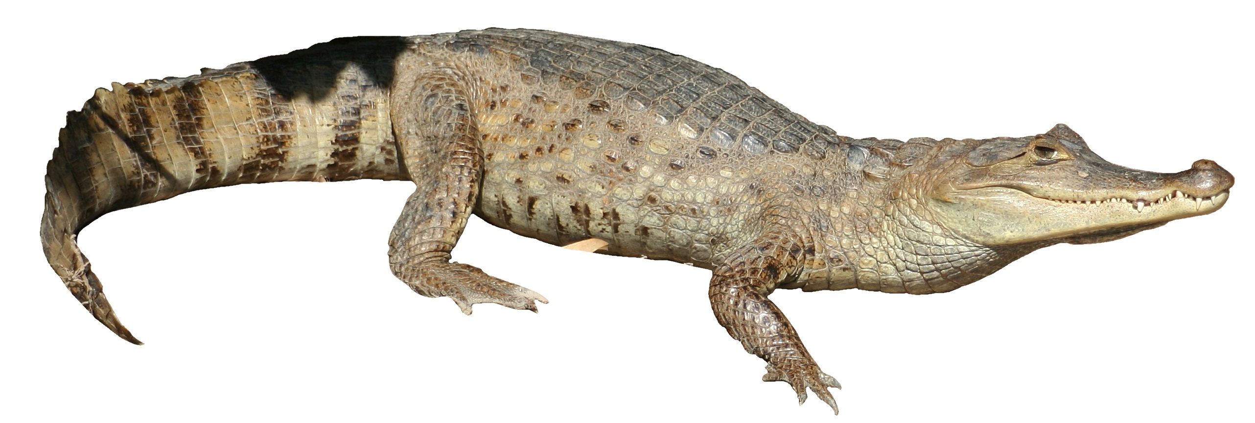 Caiman crocodilus llanos white background