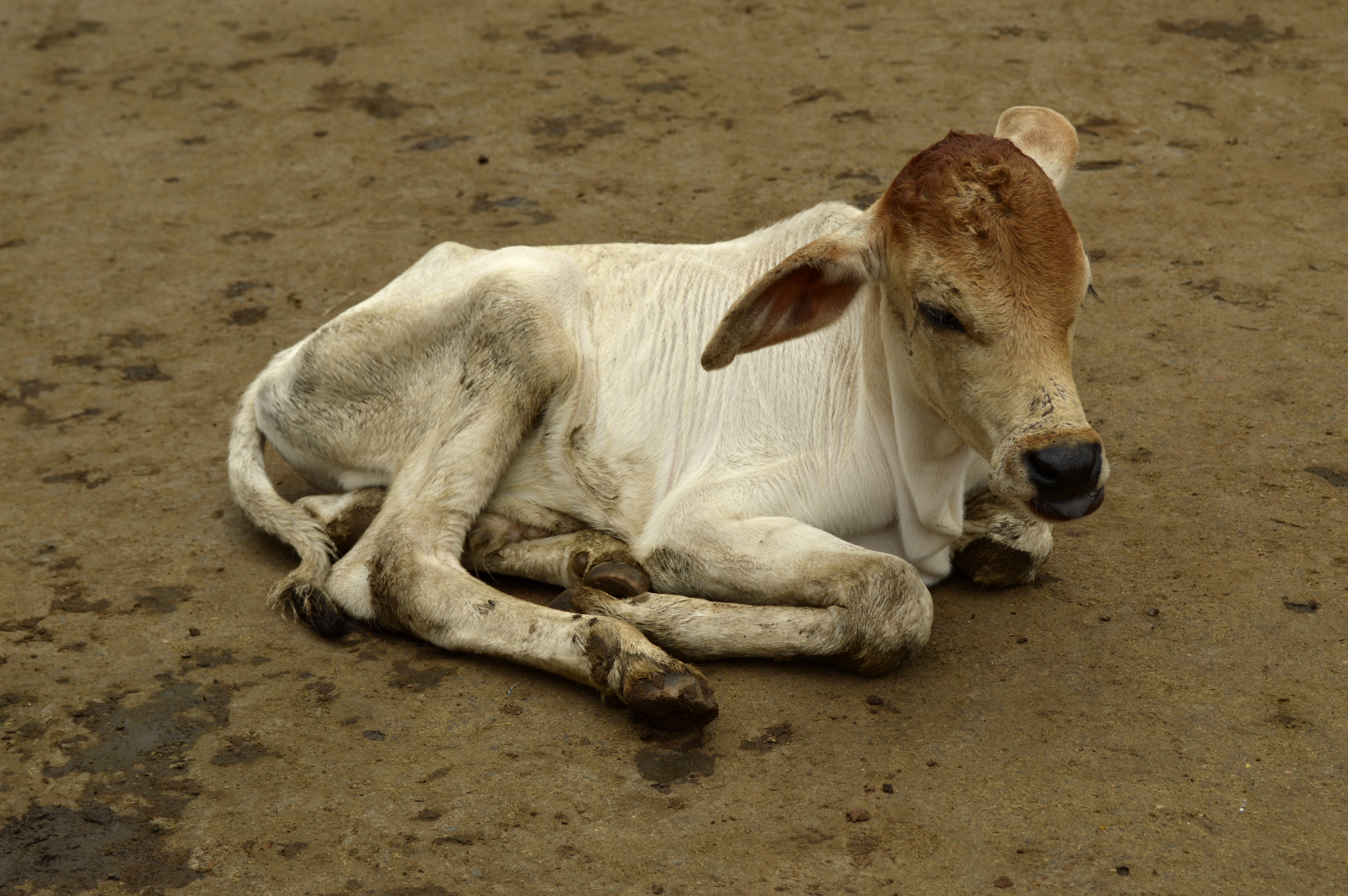 Calf, Raisen district, Madhya Pradesh, India