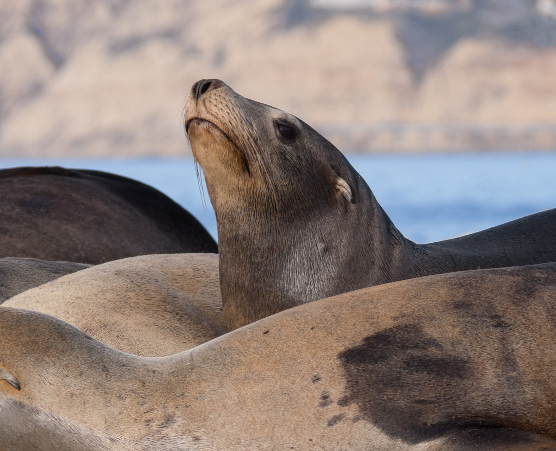 California sea lions in La Jolla (70472) closeup