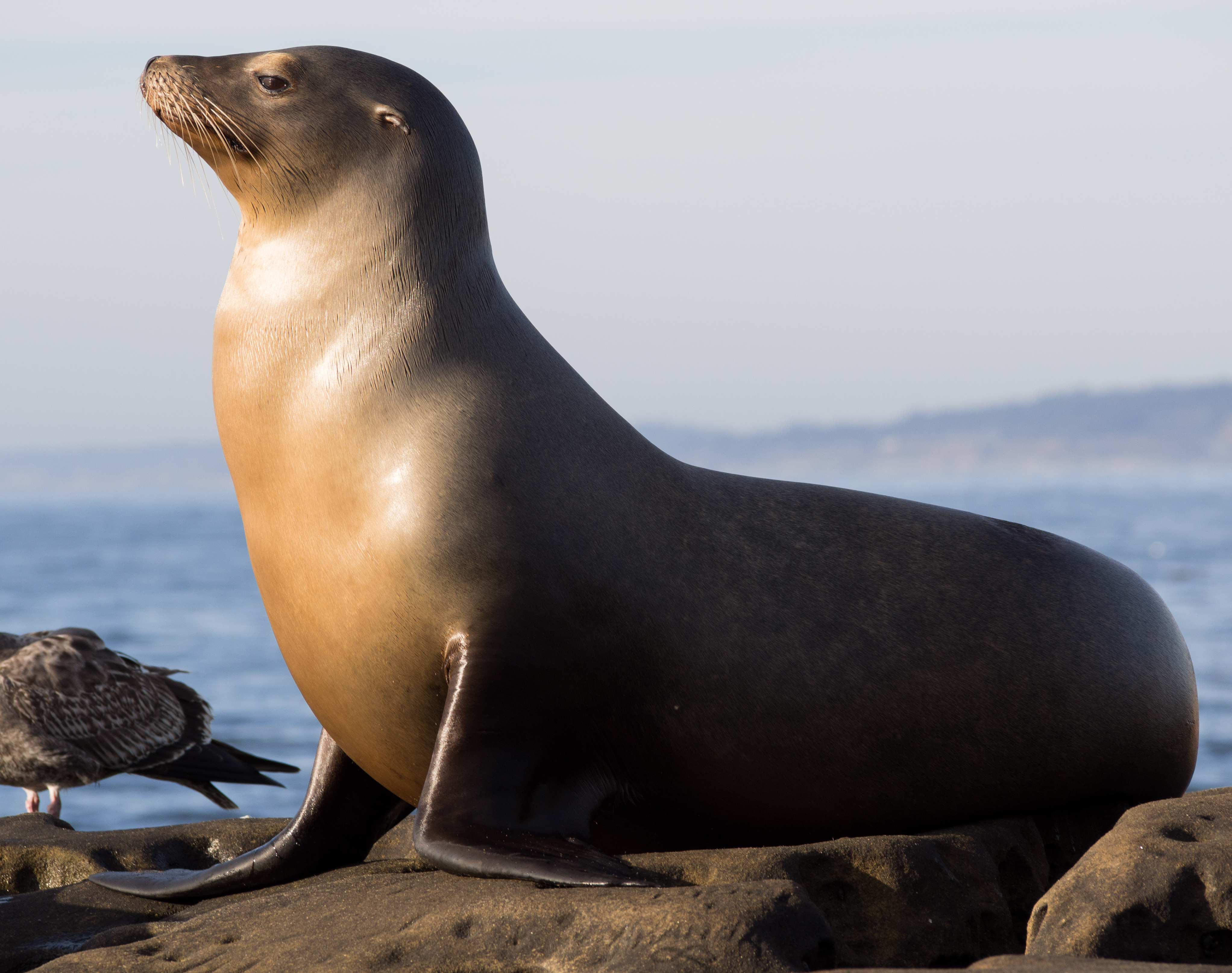 California sea lions in La Jolla (70565)