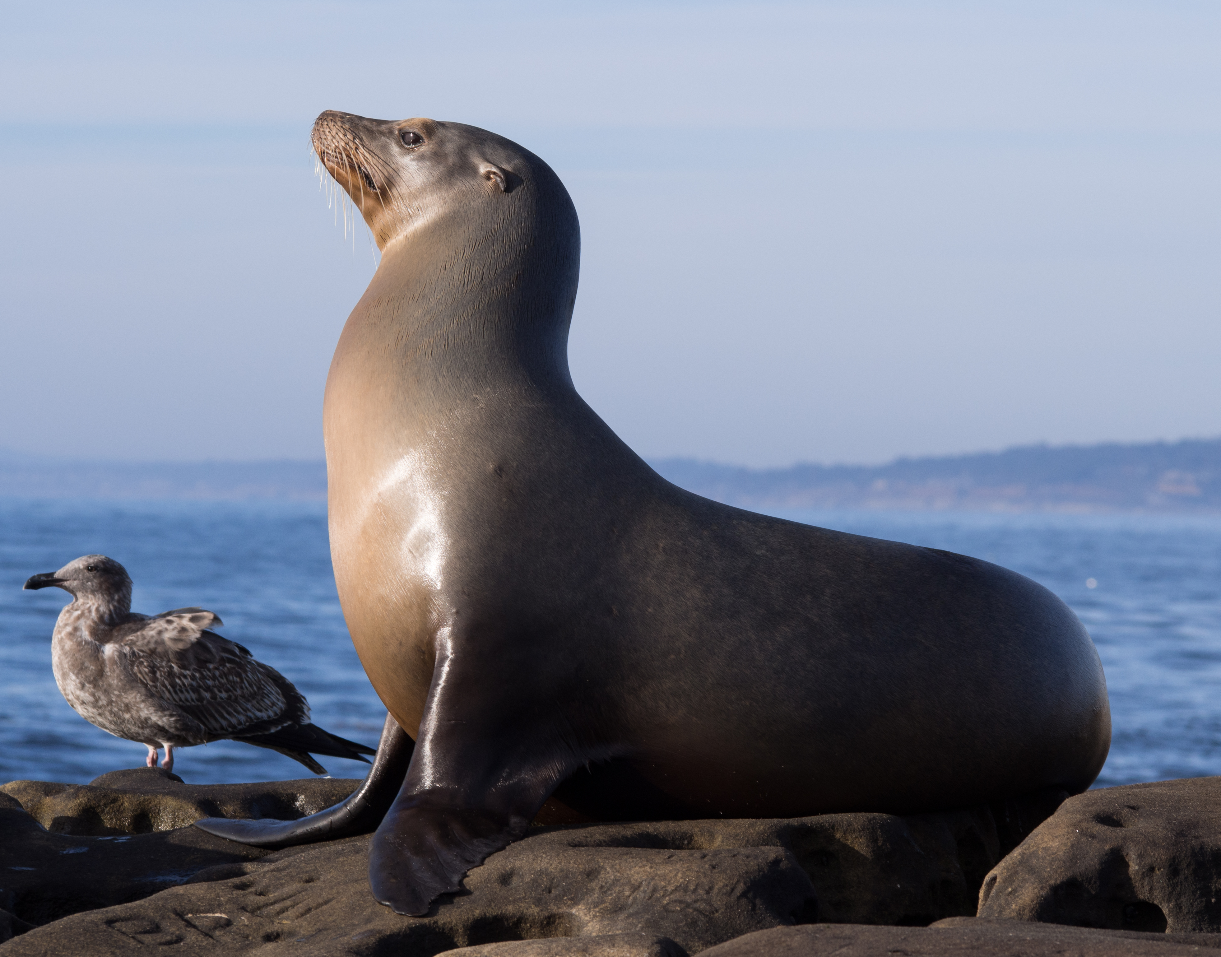 California sea lions in La Jolla (70567)