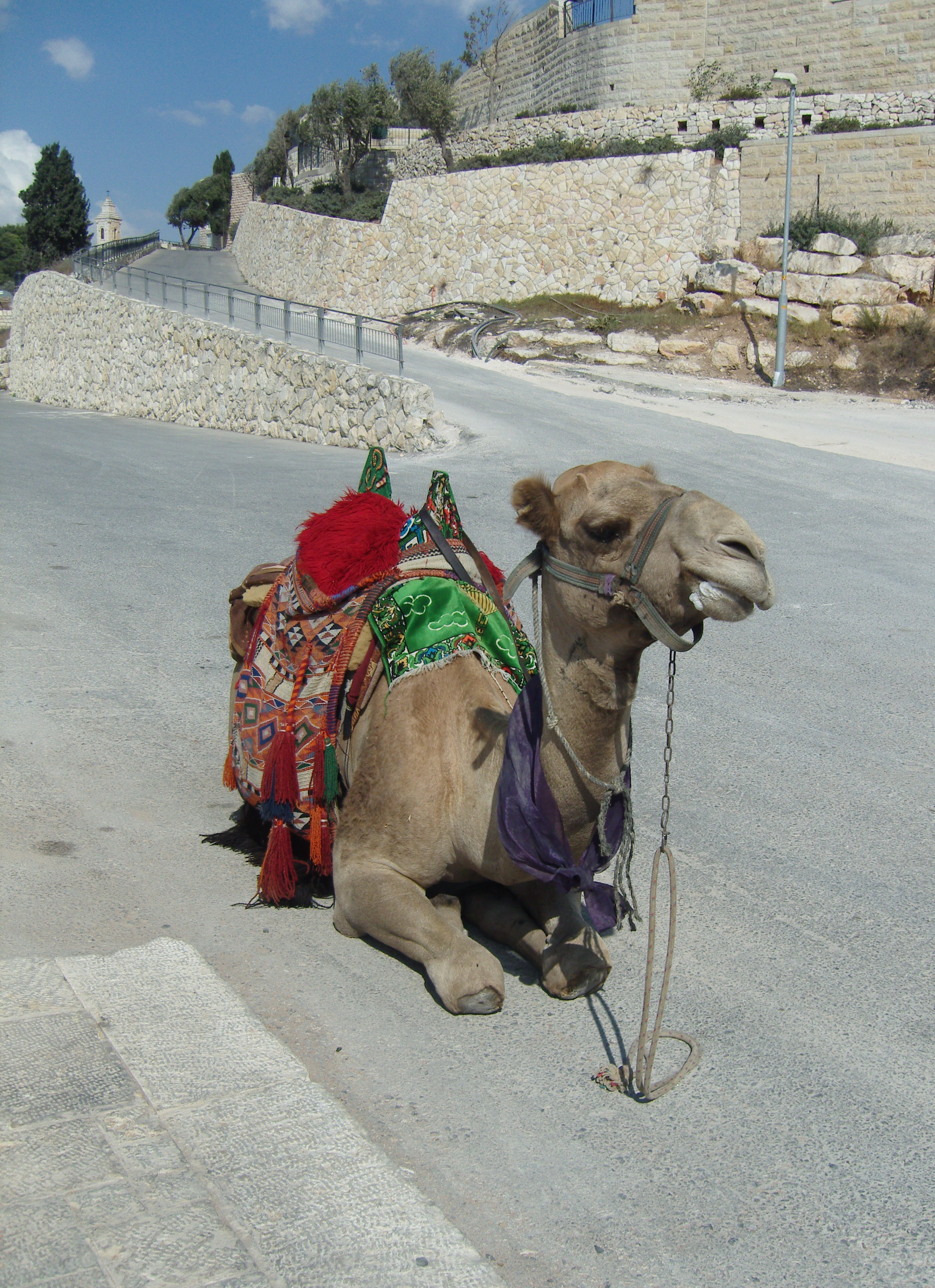 Camel mount of olives