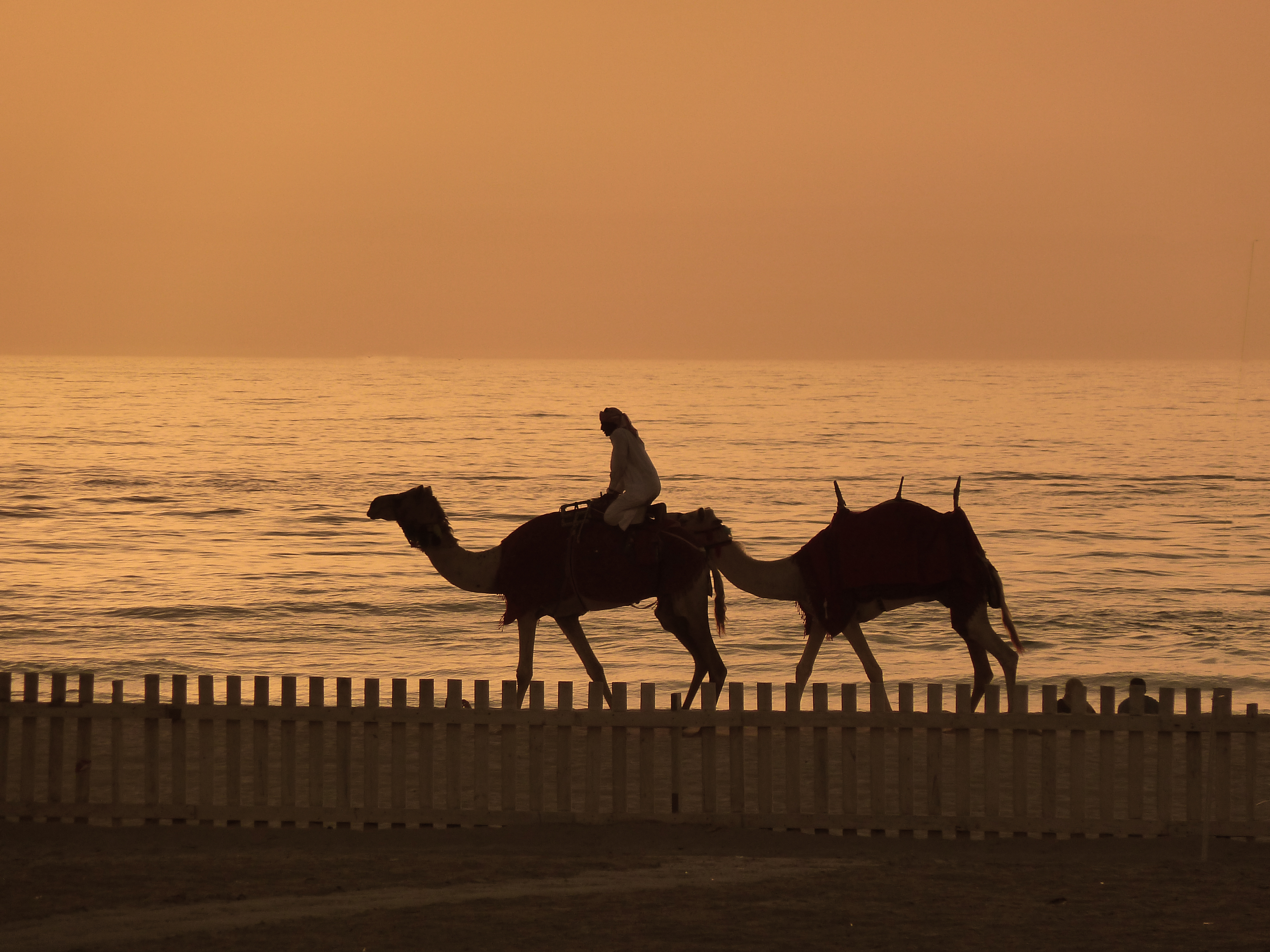 Camels at Sunset (8667409717)