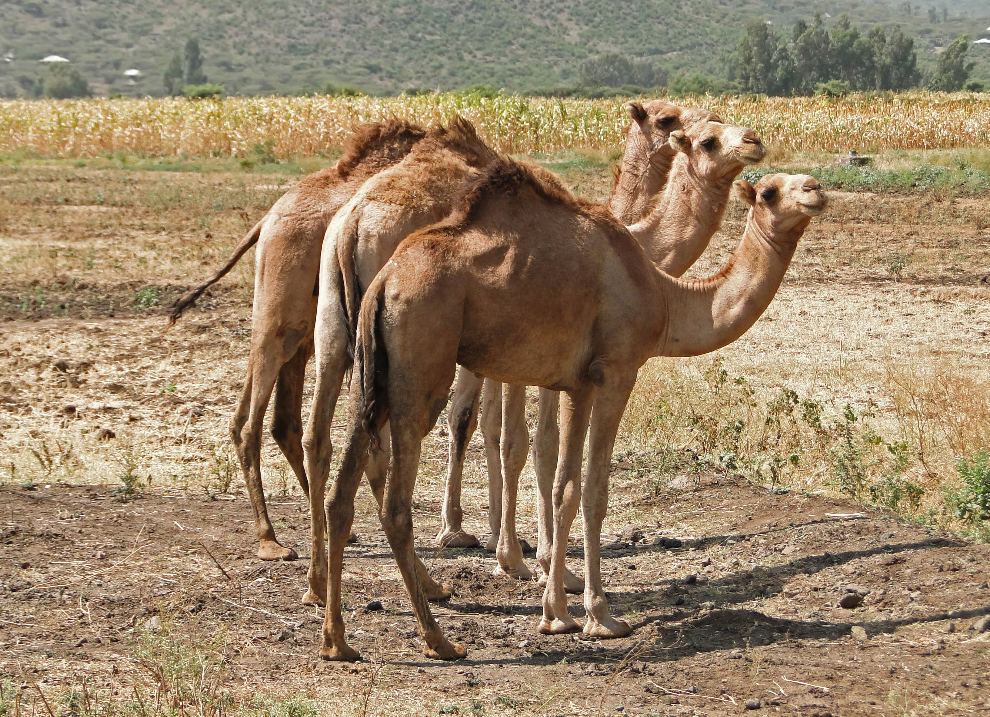 Camels in Ethiopia 01