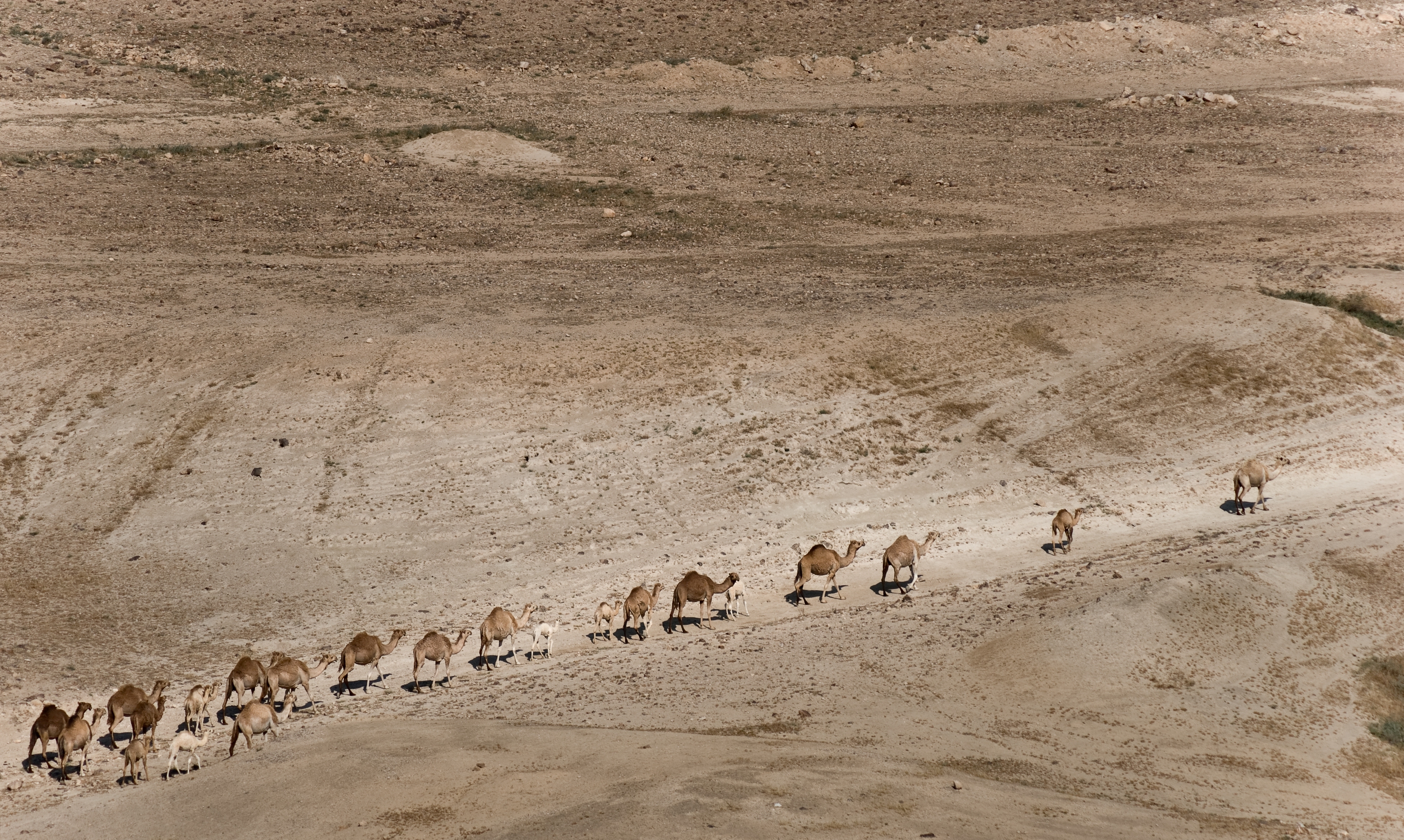 Camels in Jordan valley (4568207363)