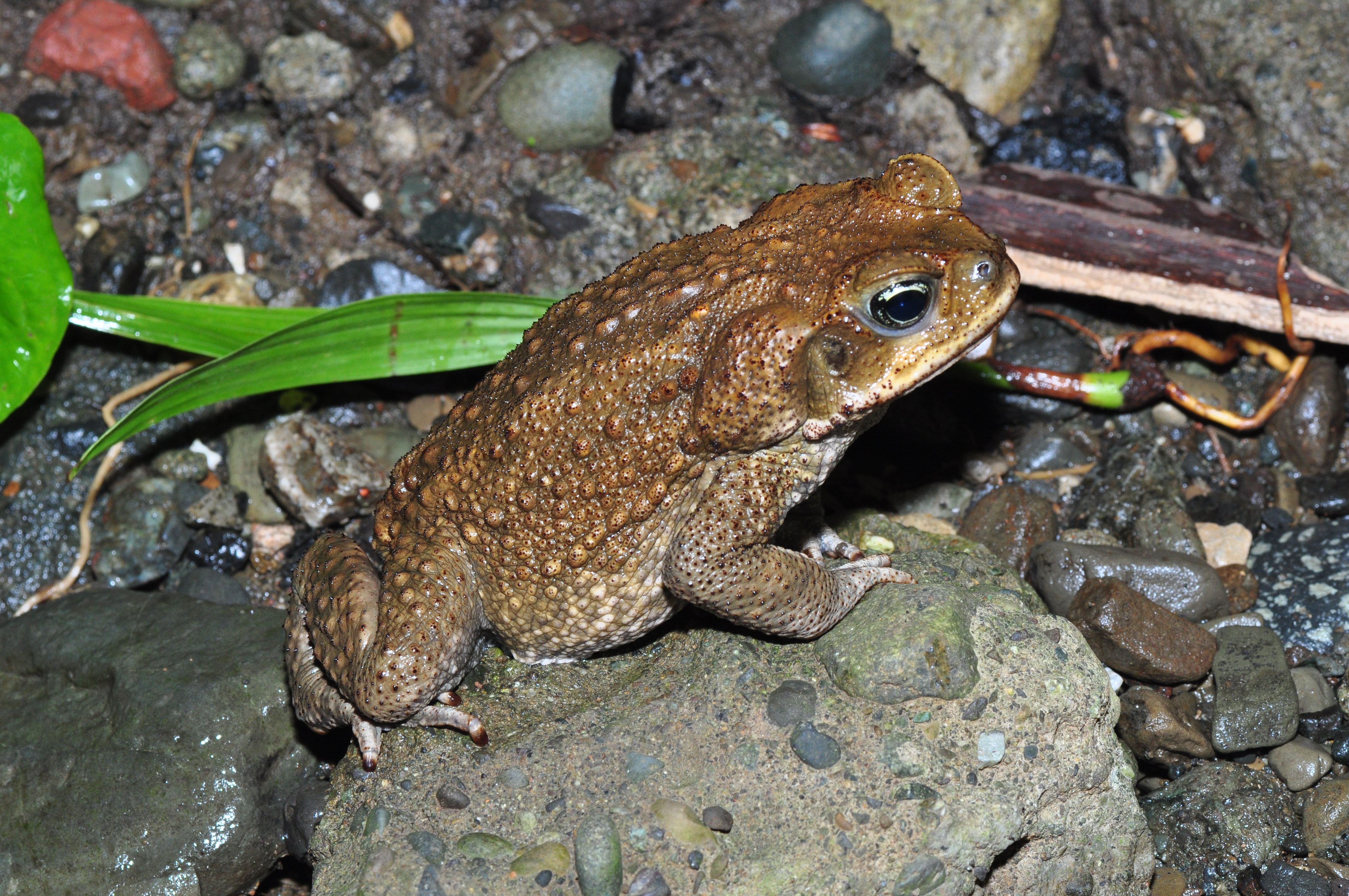 Cane toad (Rhinella marina) (9575448703)