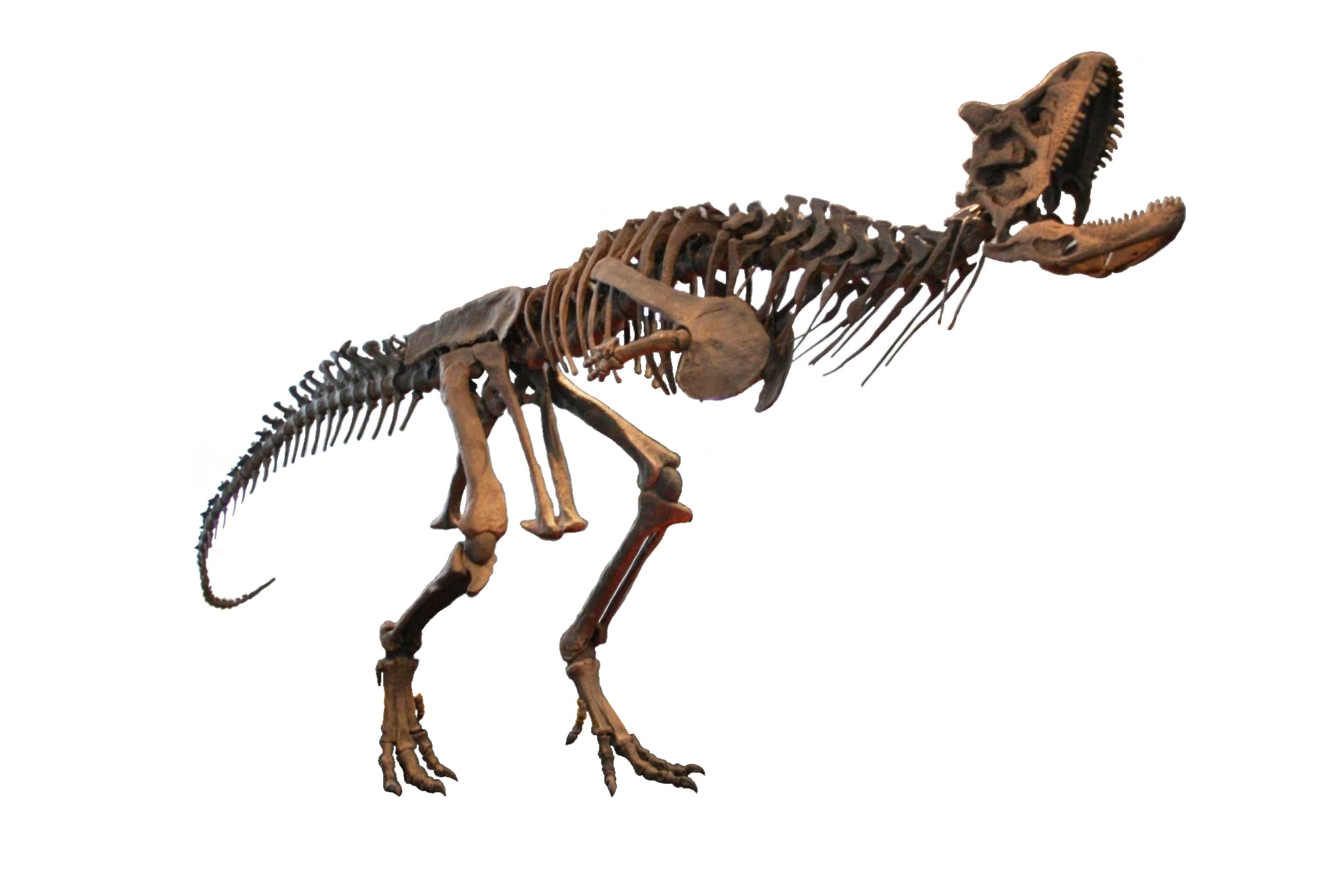 Carnotaurus skeleton in Bonn White Background