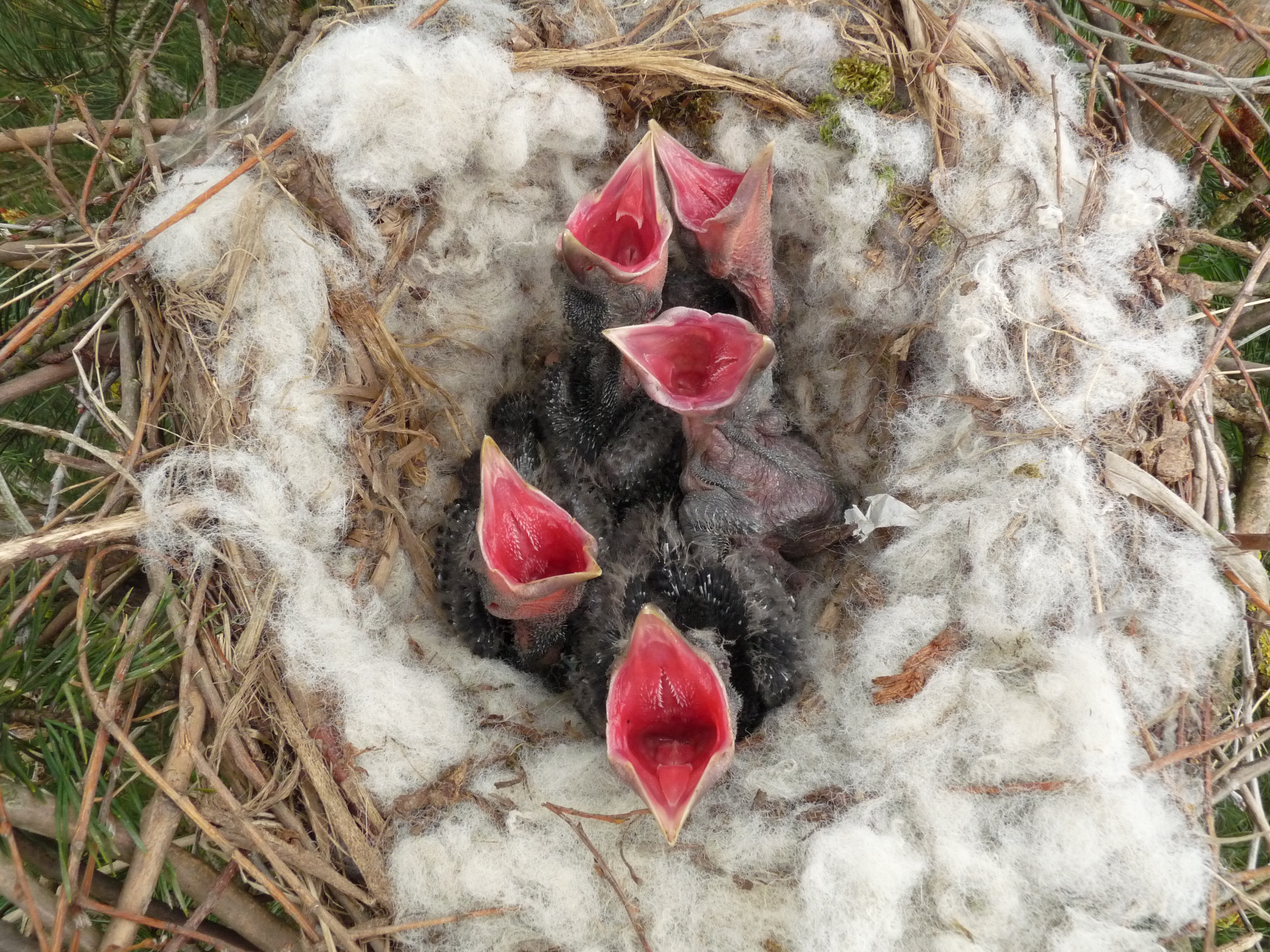 Carrion Crow Nest 16-05-10 (4612735510)