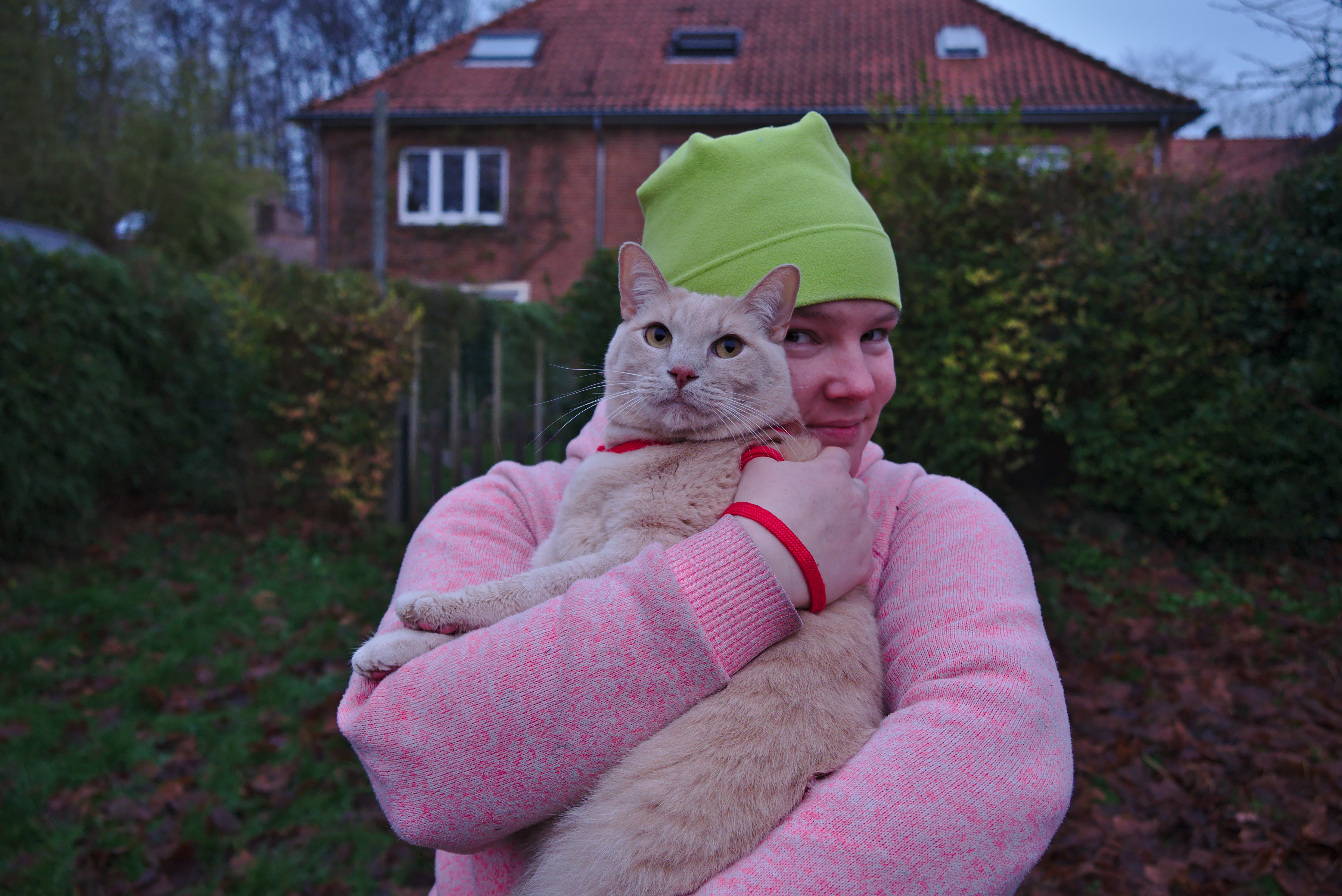 Cat in a harness being held by a pink human in Auderghem, Belgium