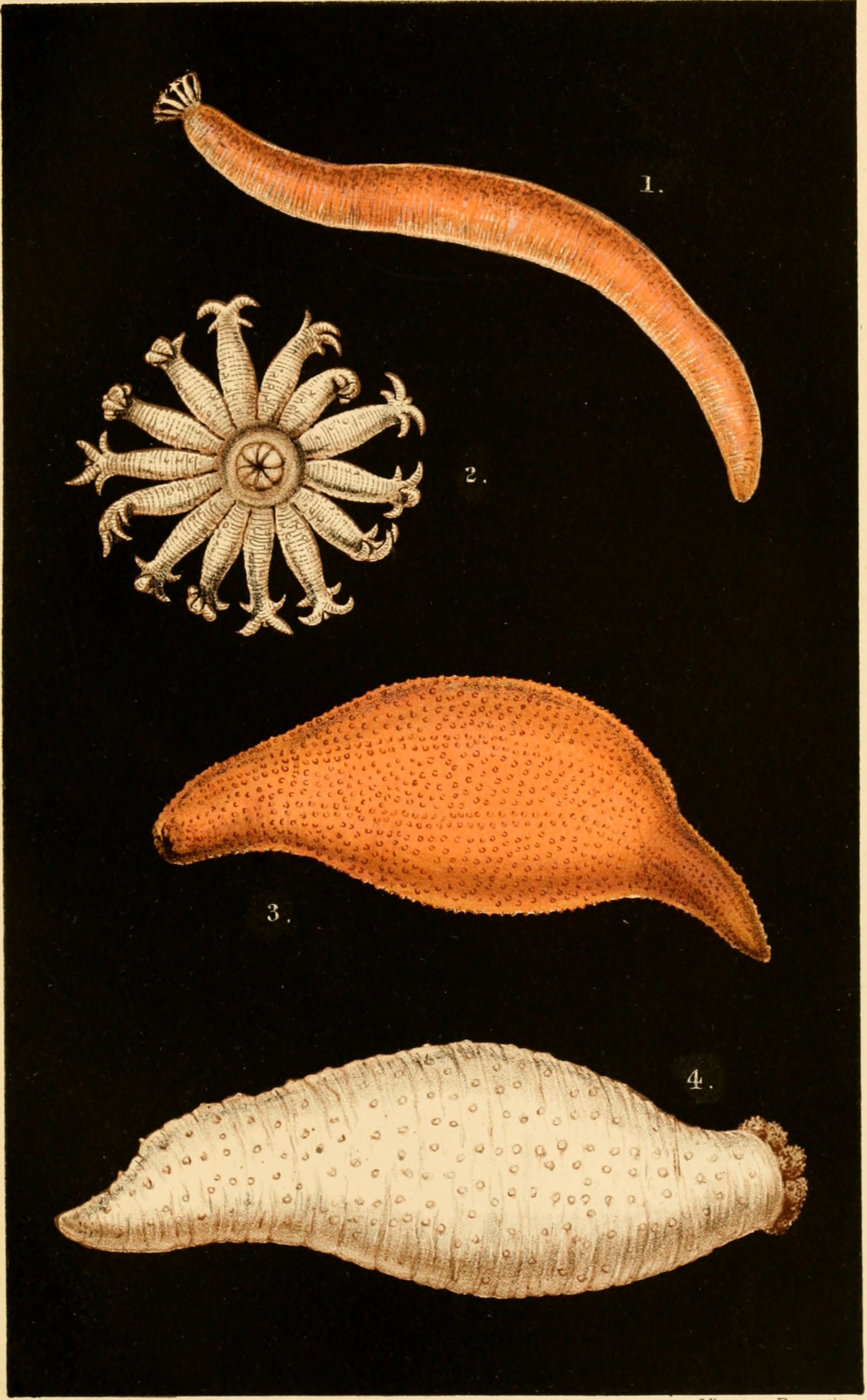Catalogue of the British echinoderms in the British Museum (Natural History) (1892) (19956037064)