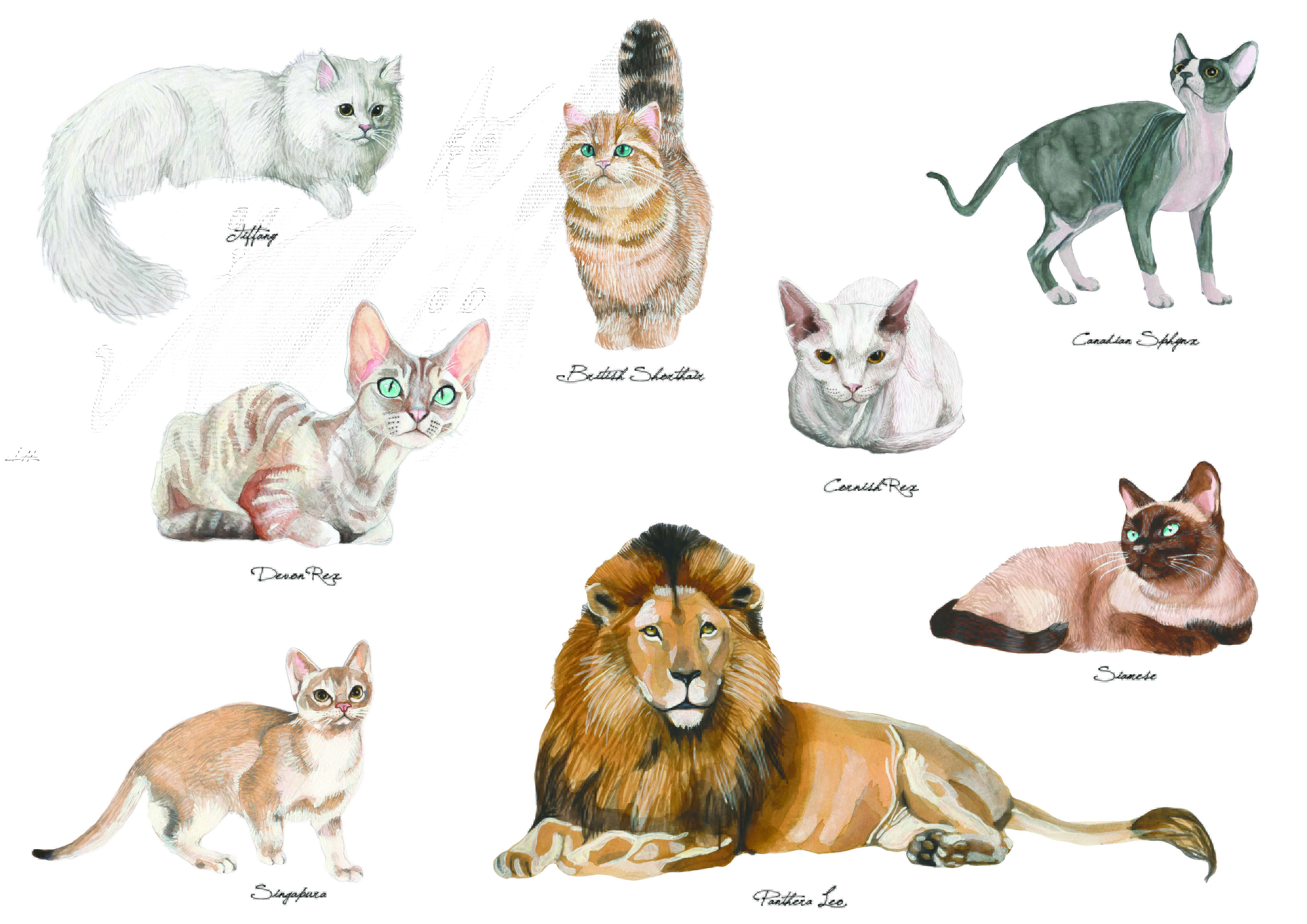 Cats - Adrienn Pomper