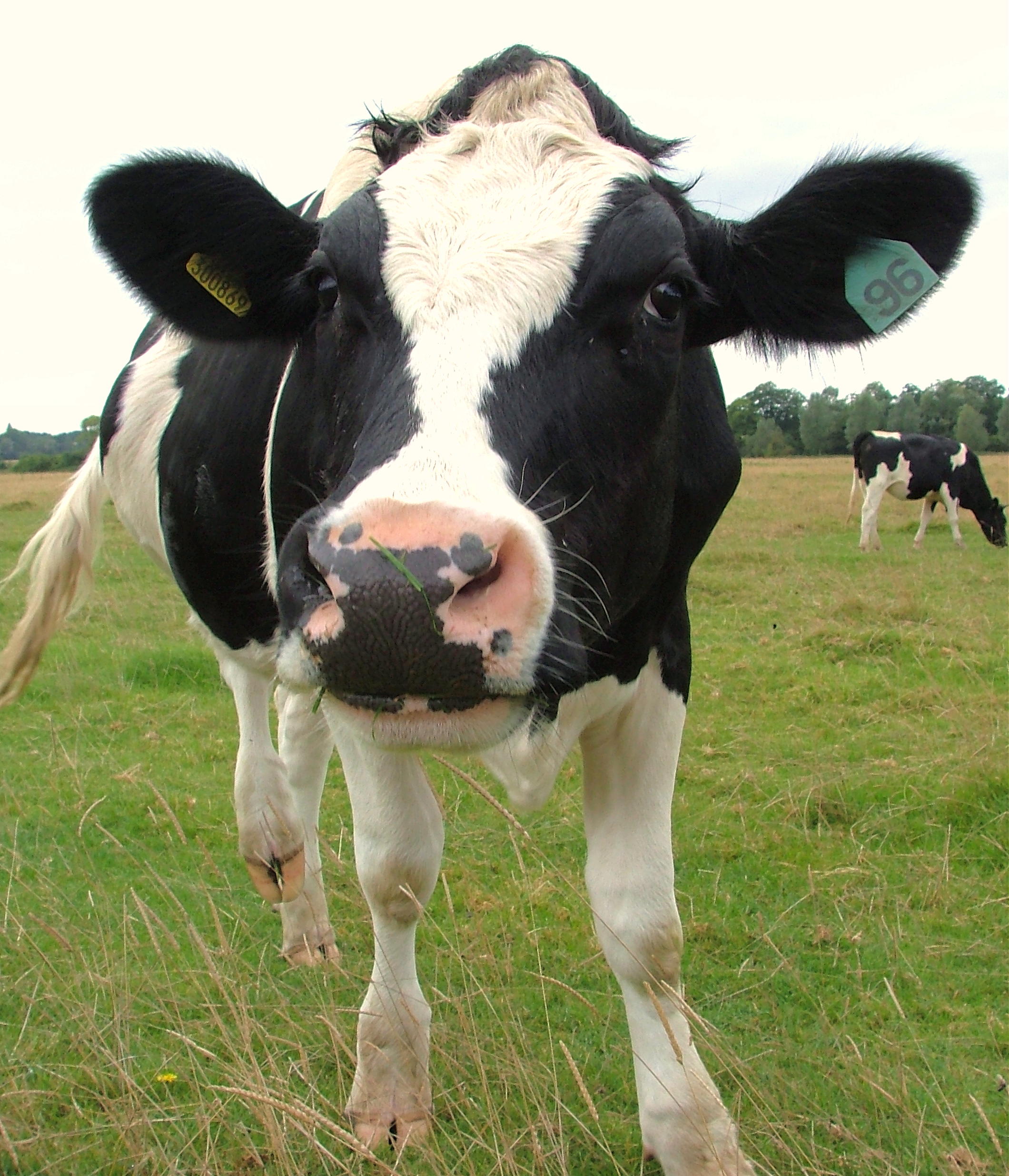 Cattle in Dedham, Essex, England, 2007