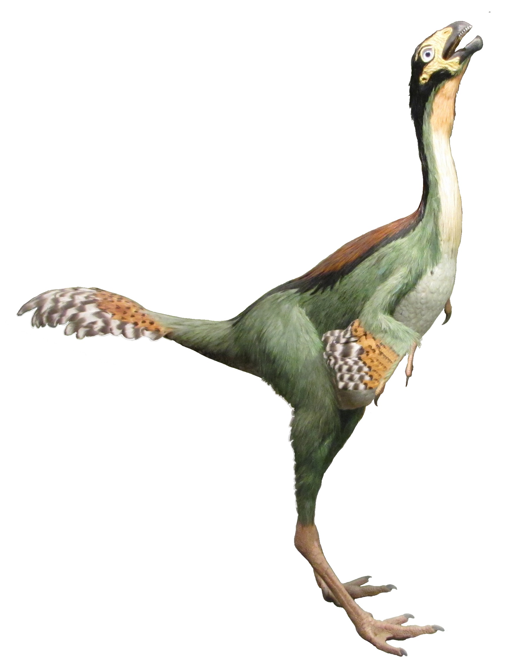 Caudipteryx Hendrickx white background