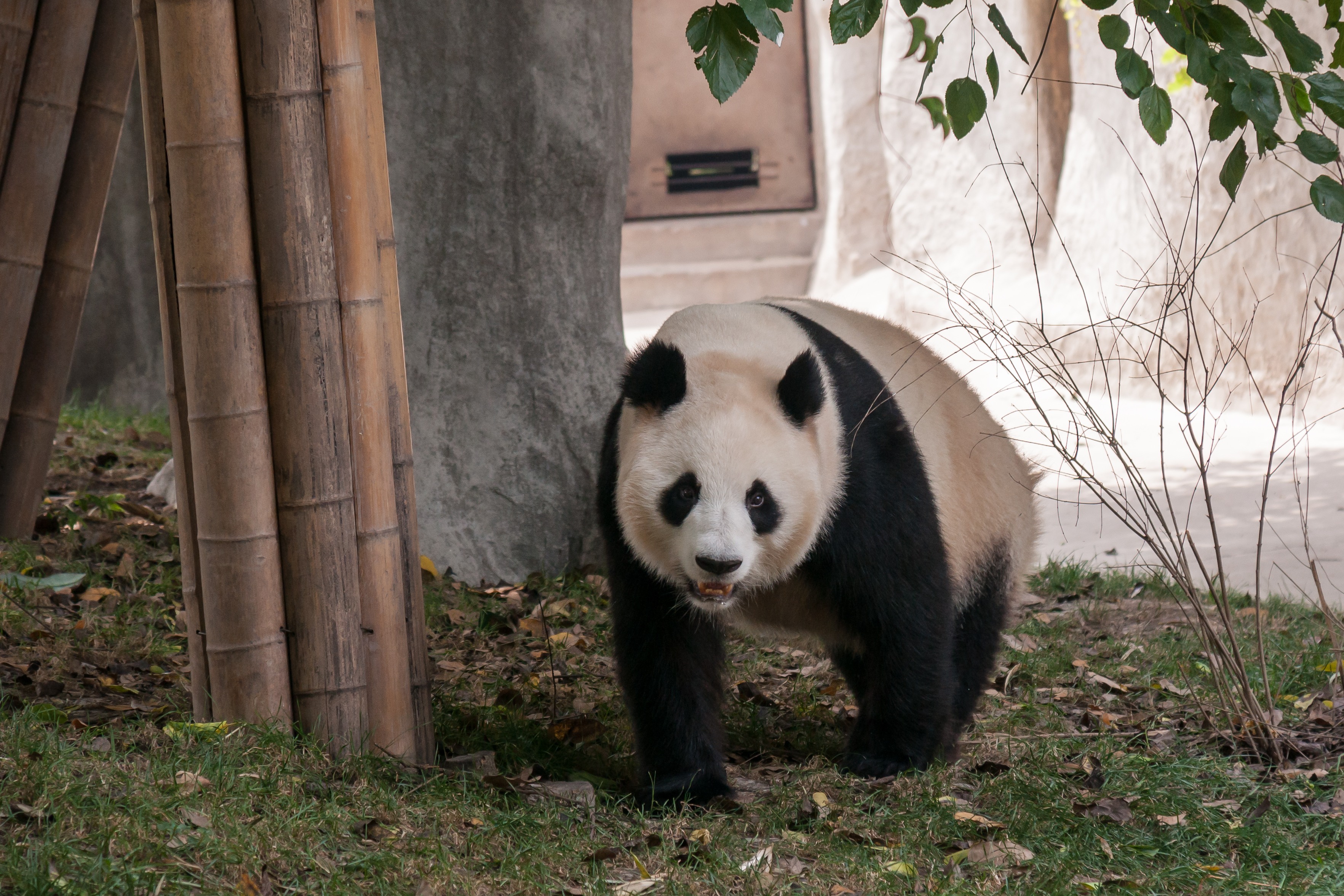 Chengdu Sichuan China Panda-breeding-and-research-center-02