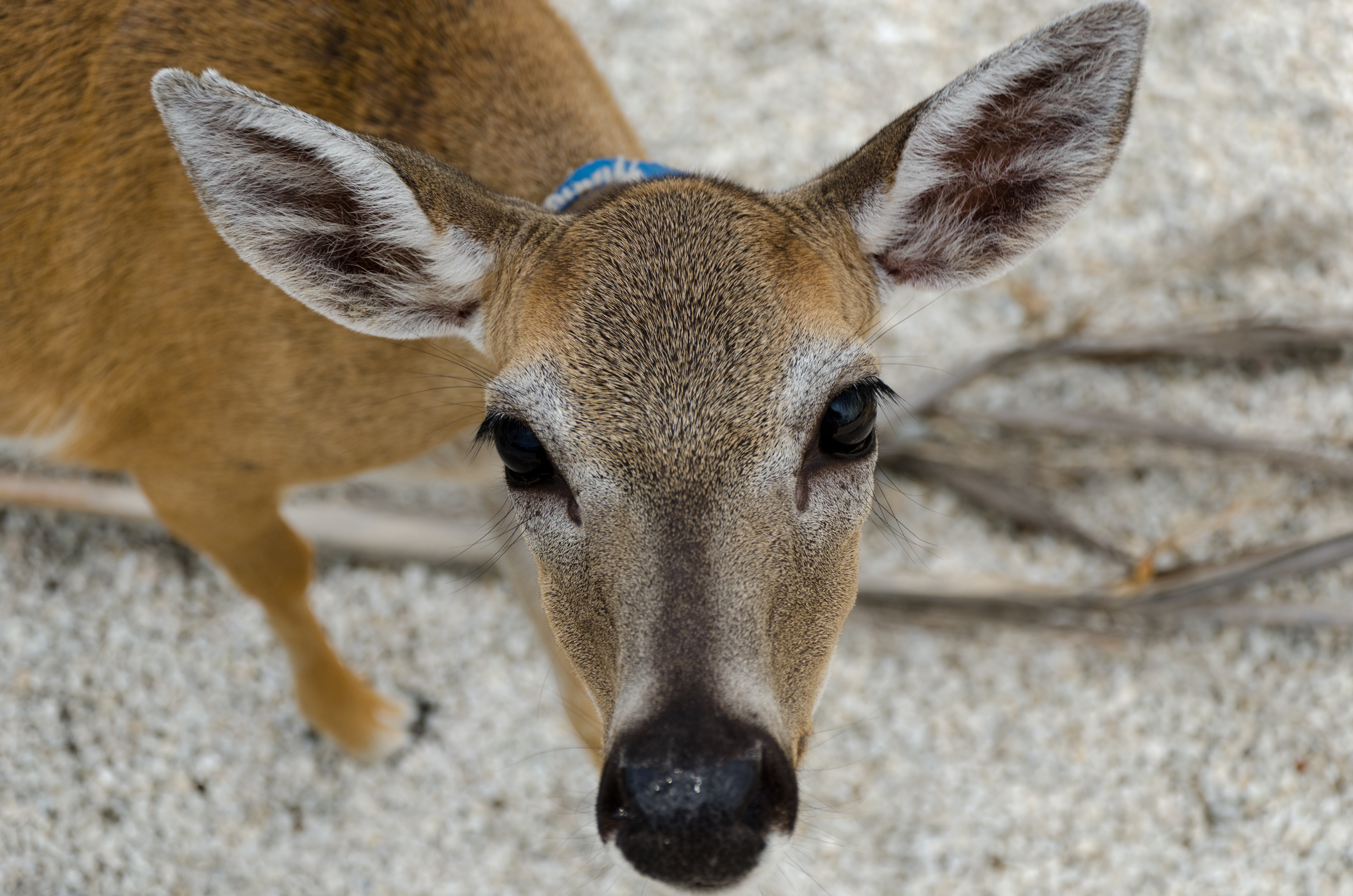 Close-Up of Key Deer