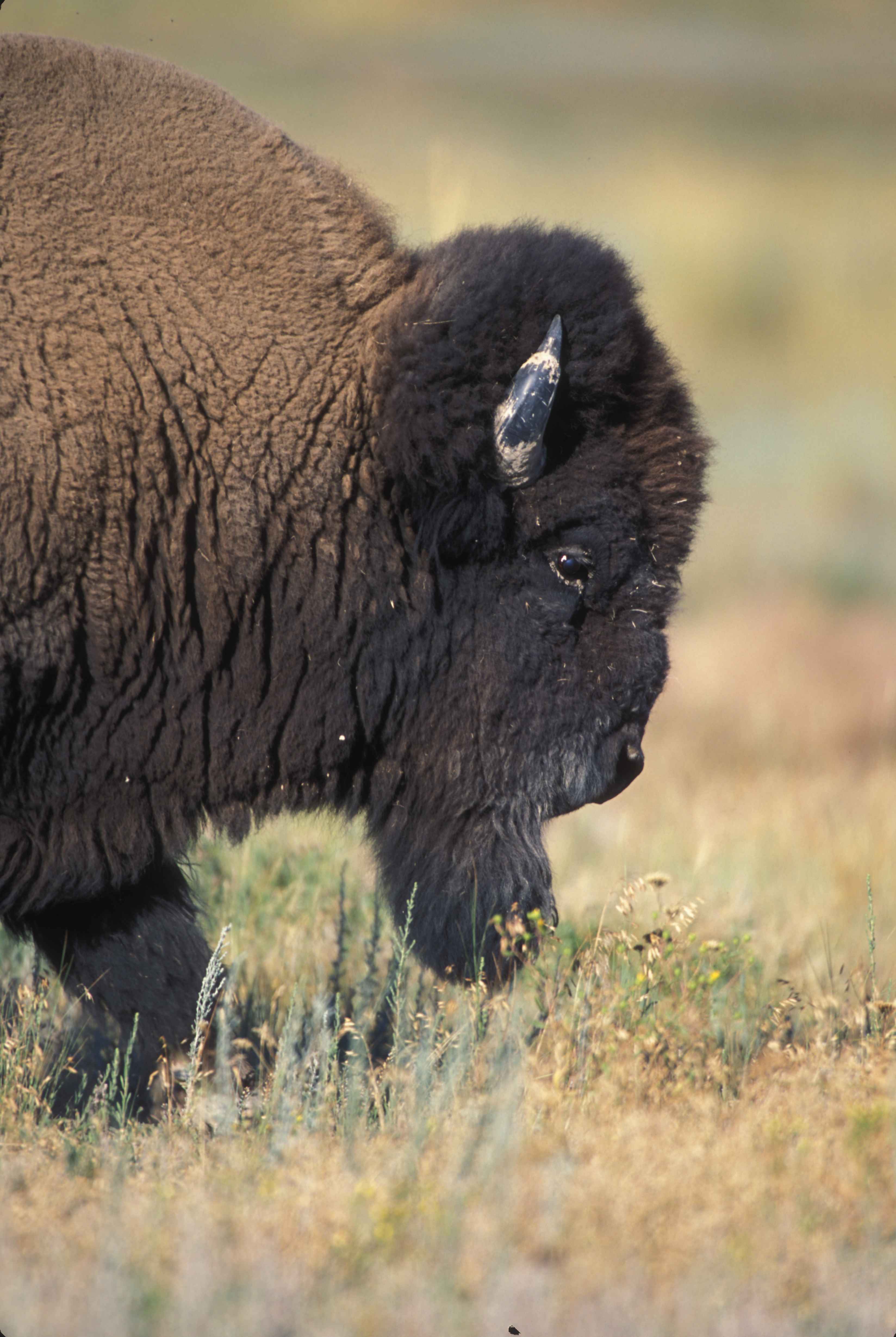 Close up profile of front half of buffalo bull
