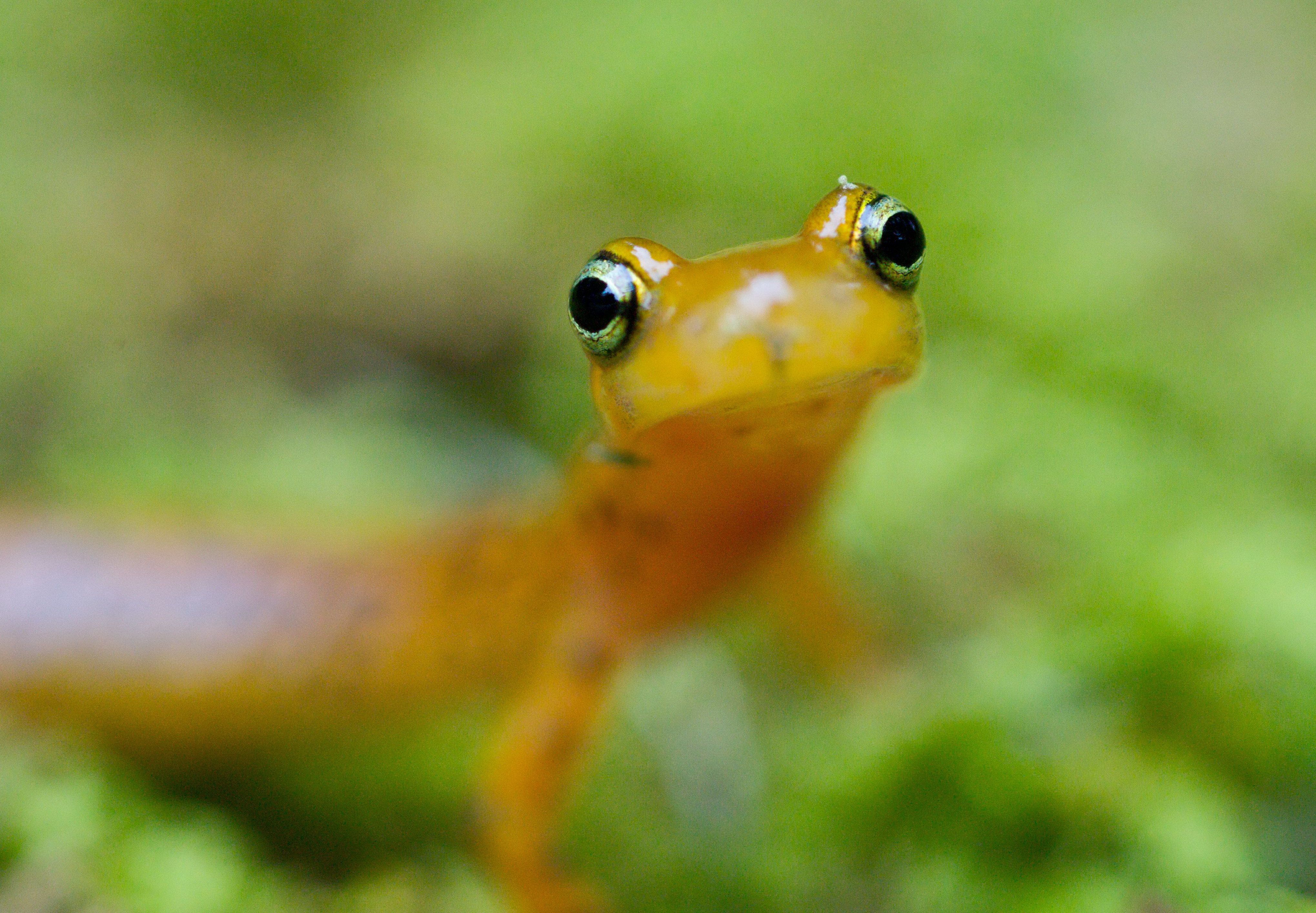 Close view of longtail salamander