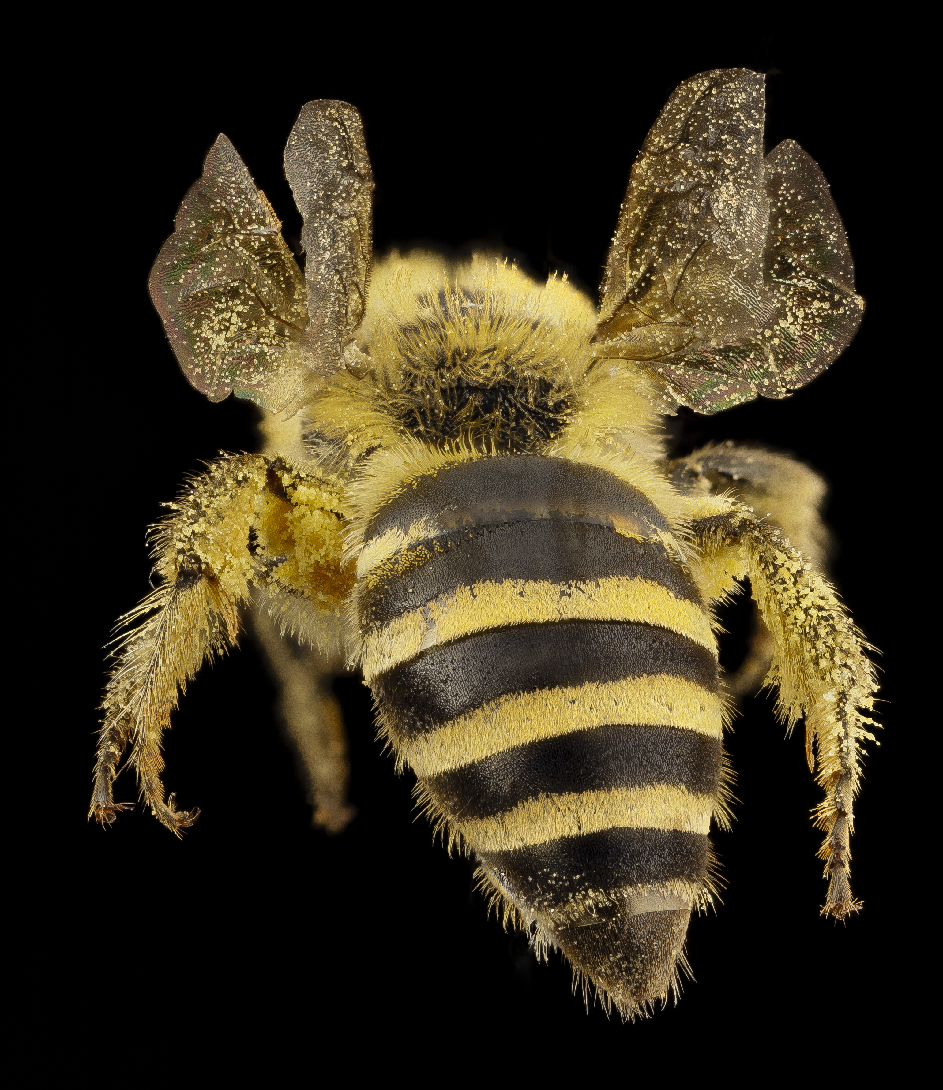 Colletes hederae, f, country unk, angle 2014-08-09-17.54.27 ZS PMax (14939760767)