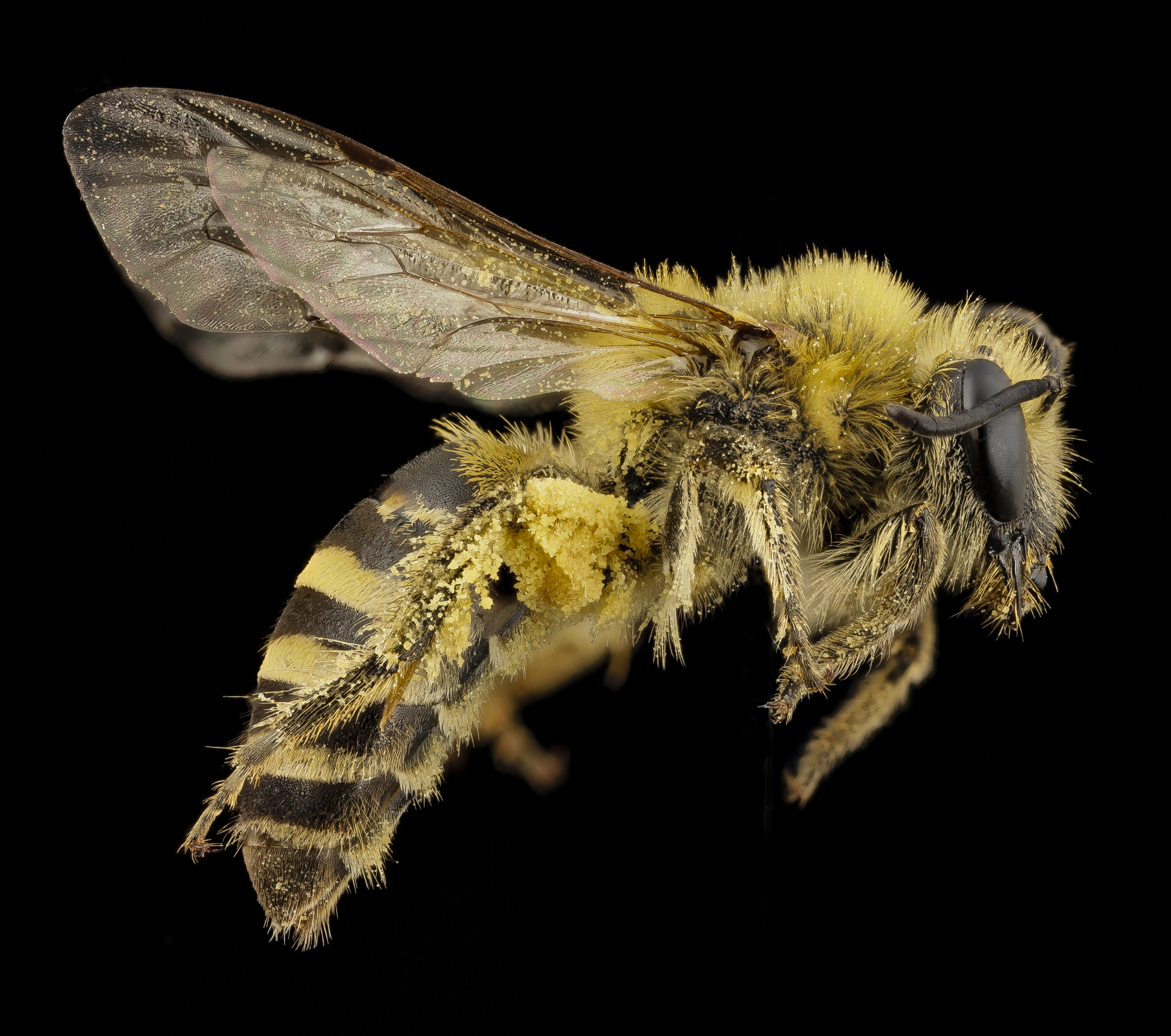Colletes hederae, f, country unk, side 2014-08-09-18.15.49 ZS PMax (15123328651)
