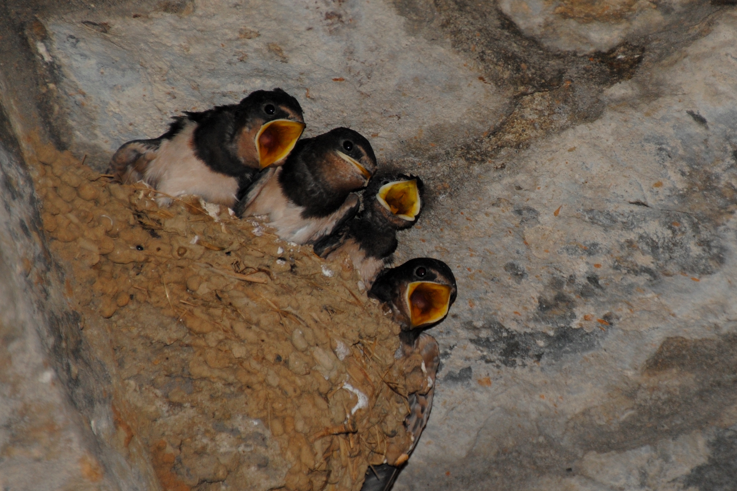 Come on, we are hungry^^ Crías de golondrina (swallow) en Aínsa - panoramio
