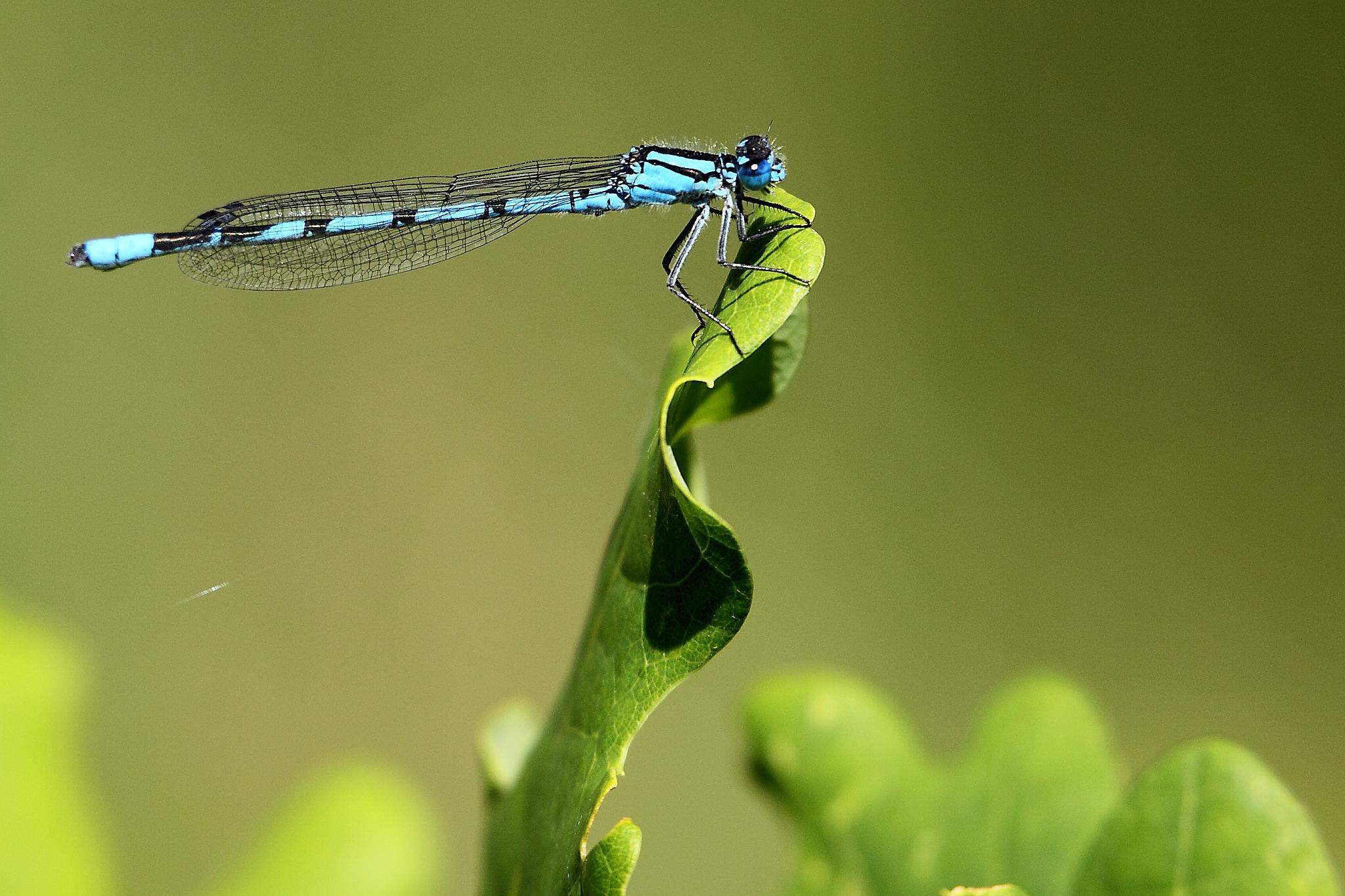 Common Blue Damselfly - Harold Country Park (5874158489)