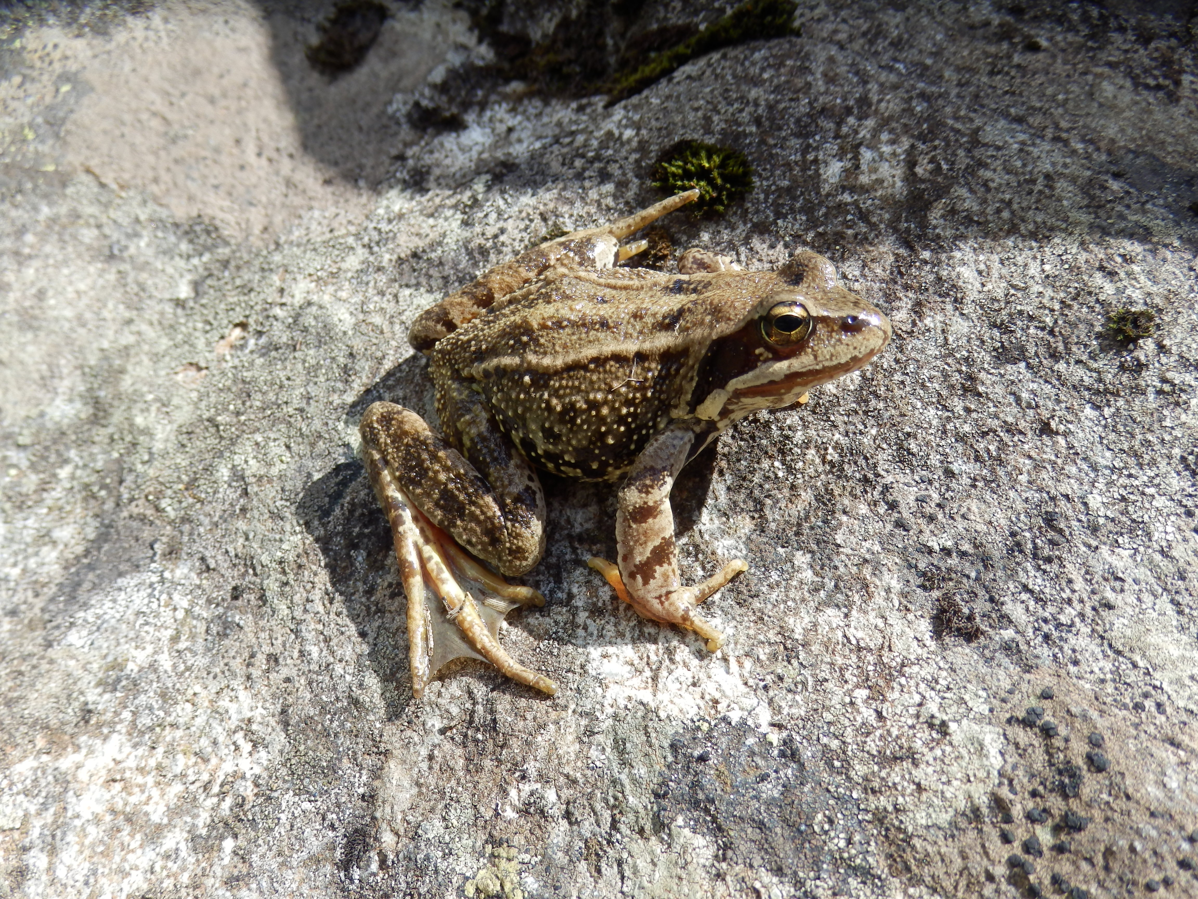 Common frog, Ariège, France