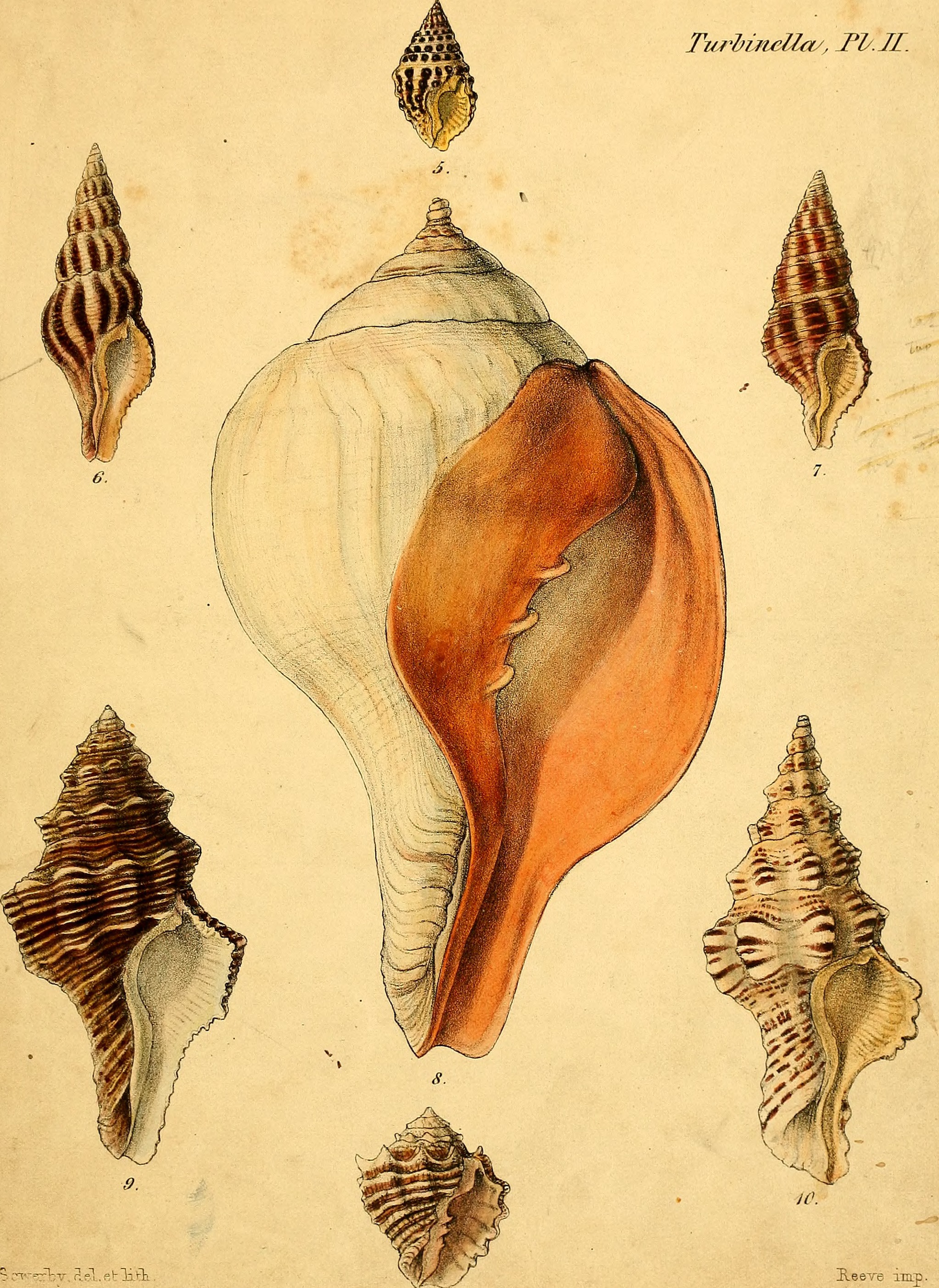 Conchologia iconica, or, Illustrations of the shells of molluscous animals (1843-1878) (20491862509)