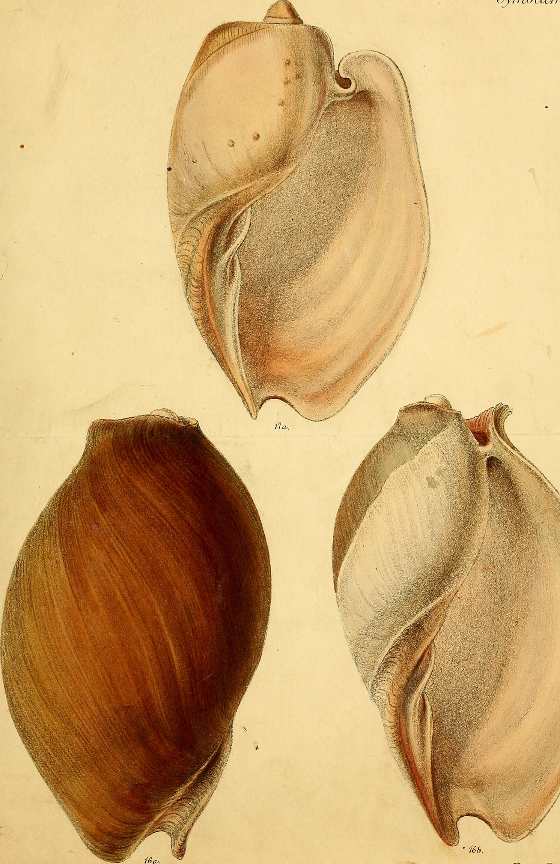 Conchologia iconica, or, Illustrations of the shells of molluscous animals (1843-1878) (20652151366)