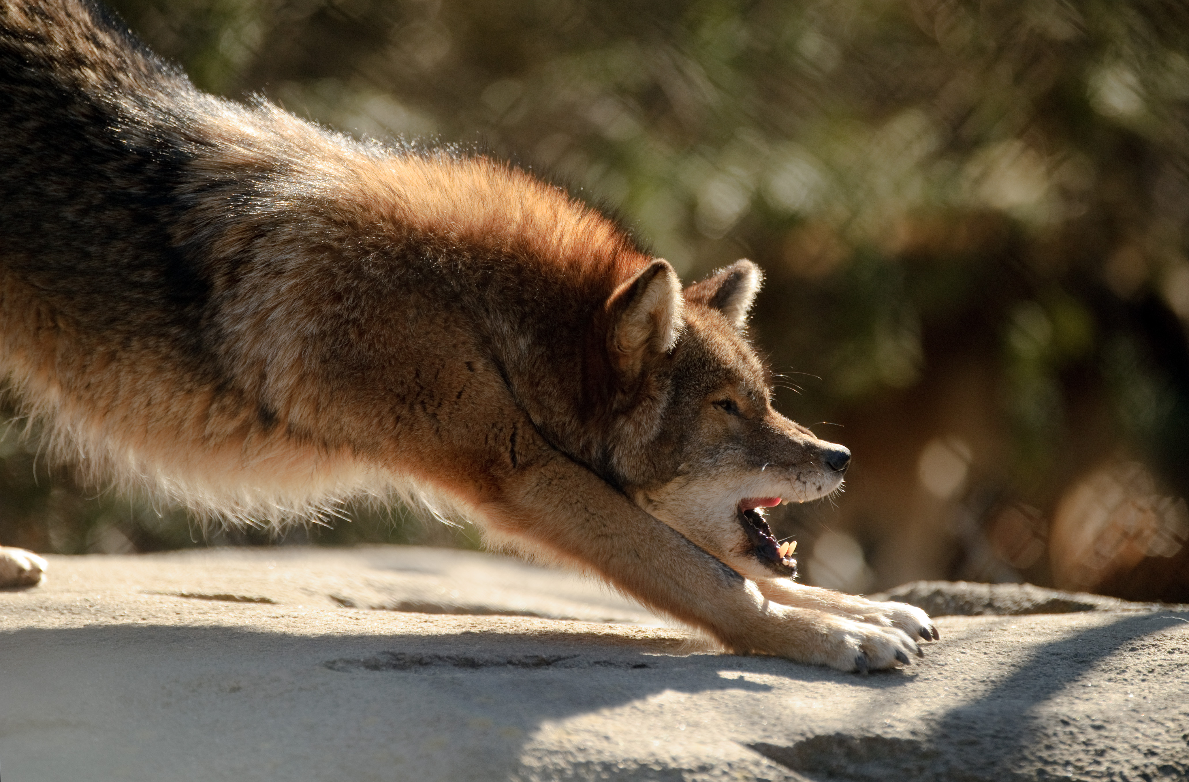 Coyote Stretching (6811853436)