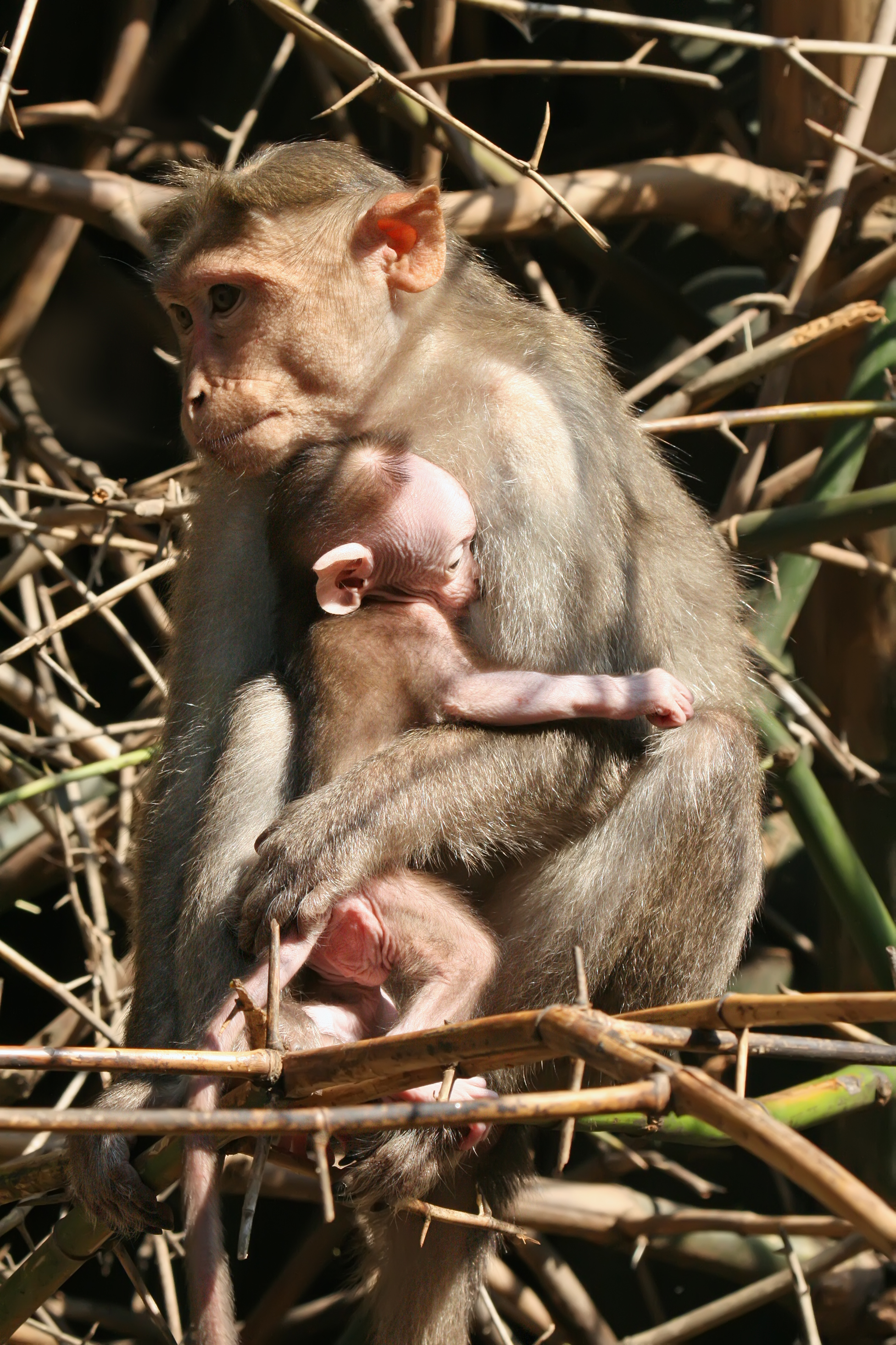 Crab eating macaque mum and child