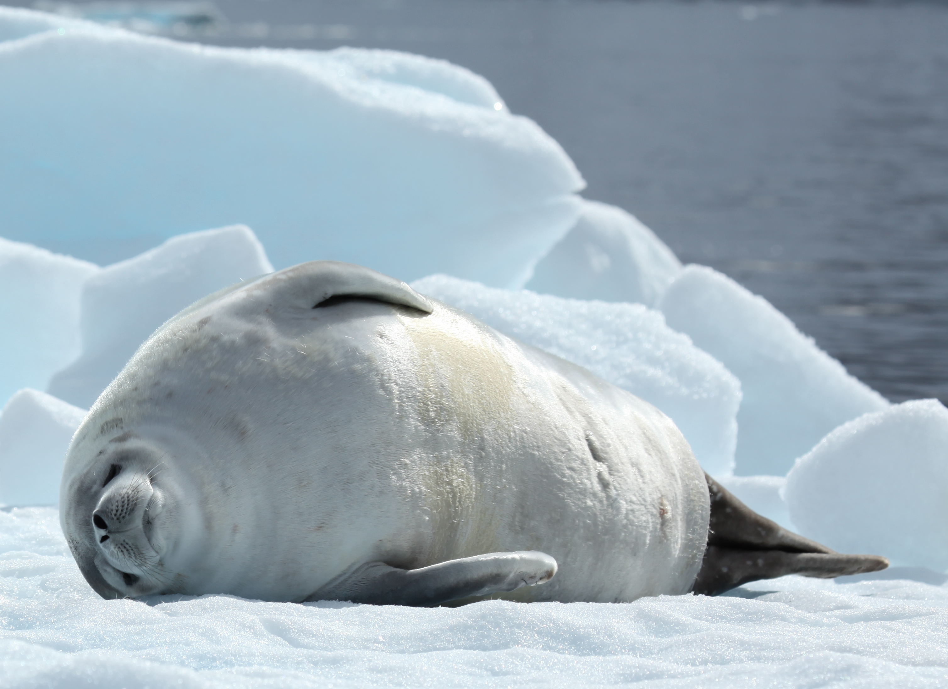 Crabeater Seal in Pléneau Bay, Antarctica (6059168728)