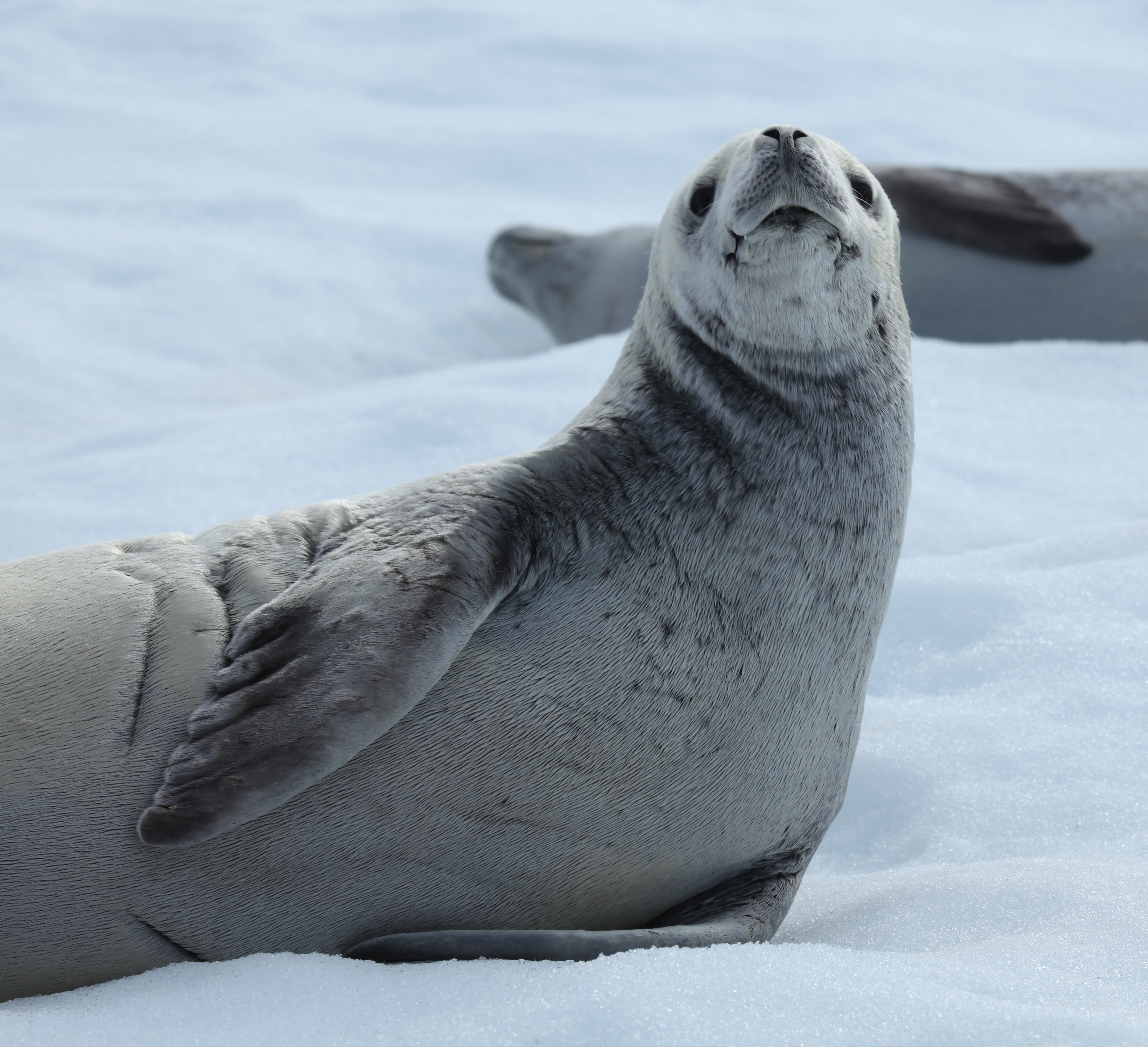 Crabeater Seal in Pléneau Bay, Antarctica (6059191262)