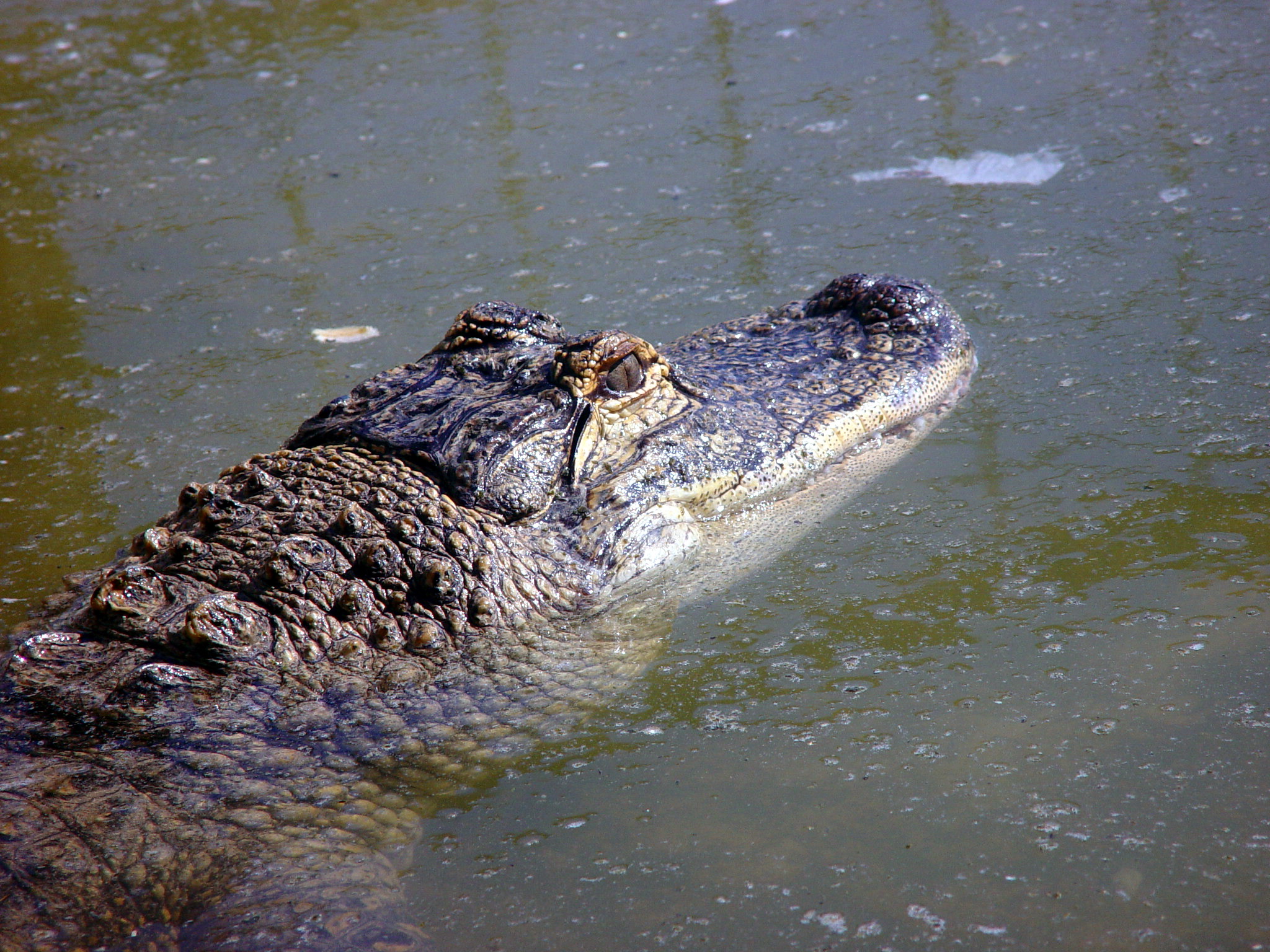 Crocodile 01494