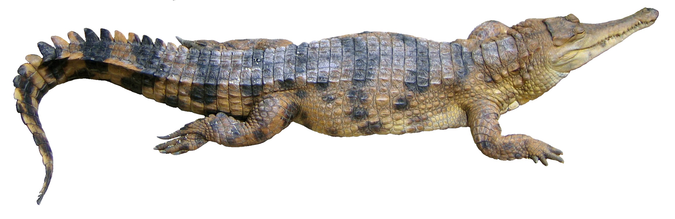 Crocodylus cataphractus faux-gavial d'Afrique2 white background