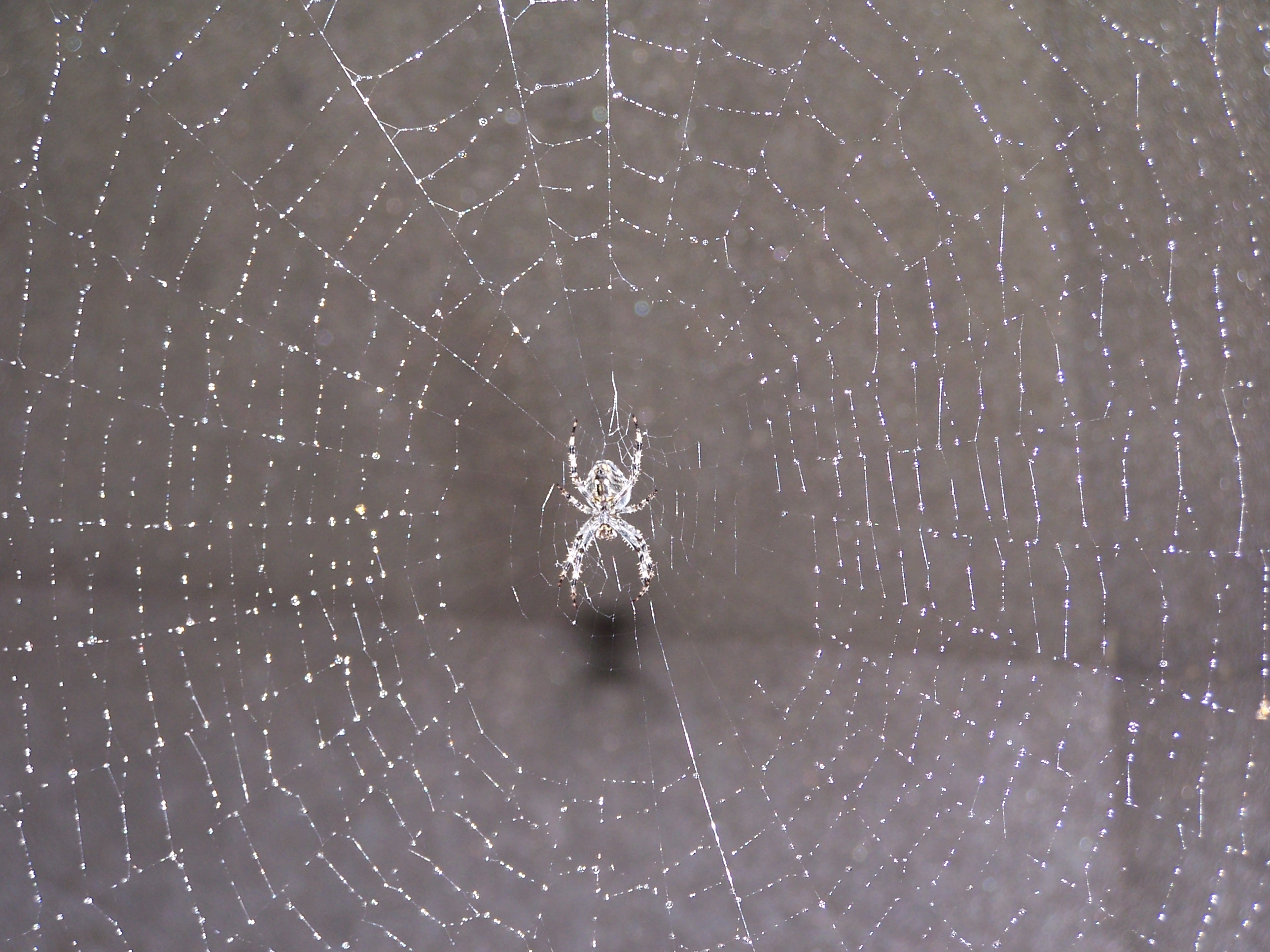 Cross spider in net