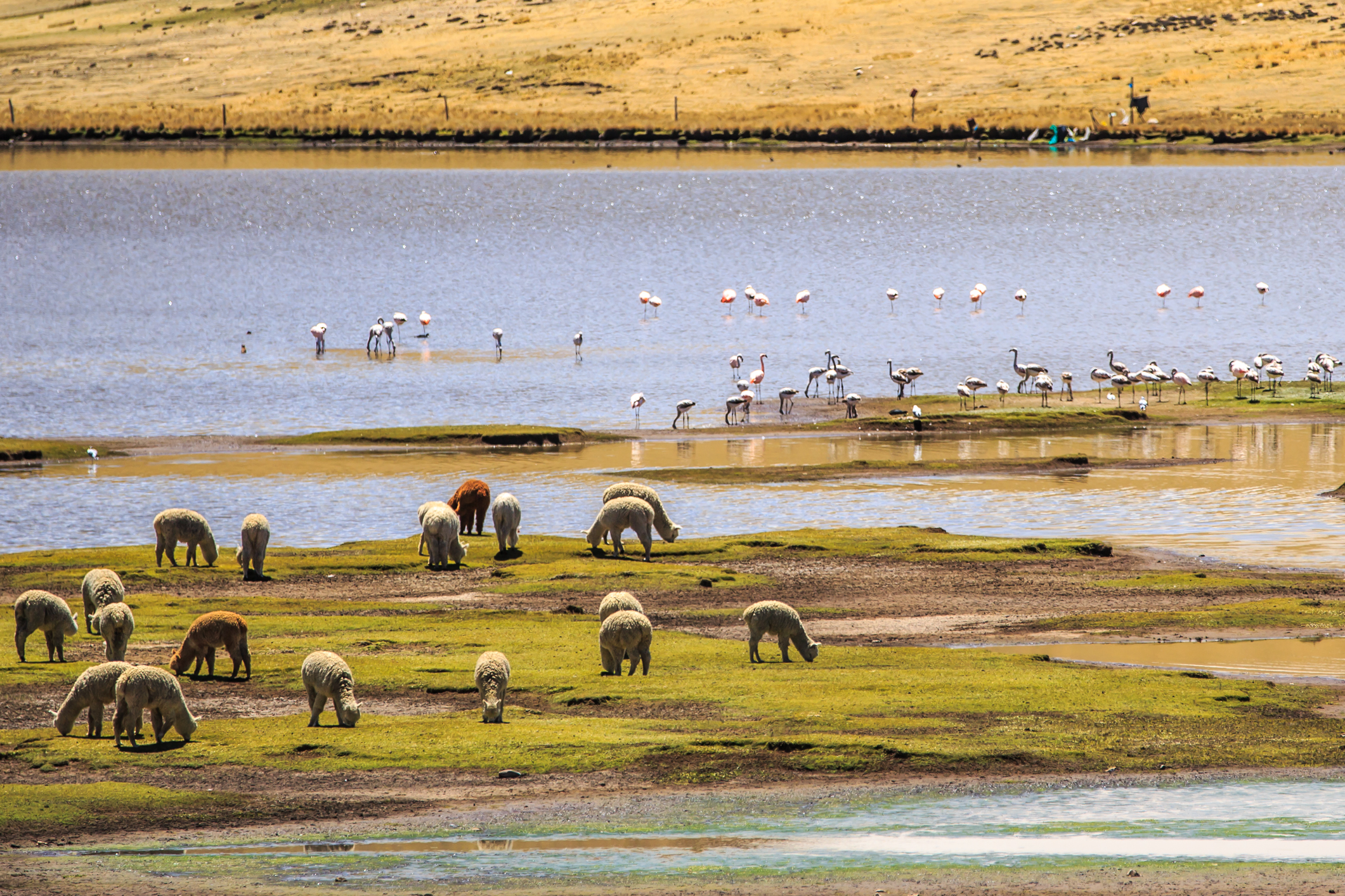 Crossing the high altiplano…Chivay -Juliaca-Puno, Peru…Laguna Lagunillas area…Alpacas-Cilean Flamingos (8444407550)