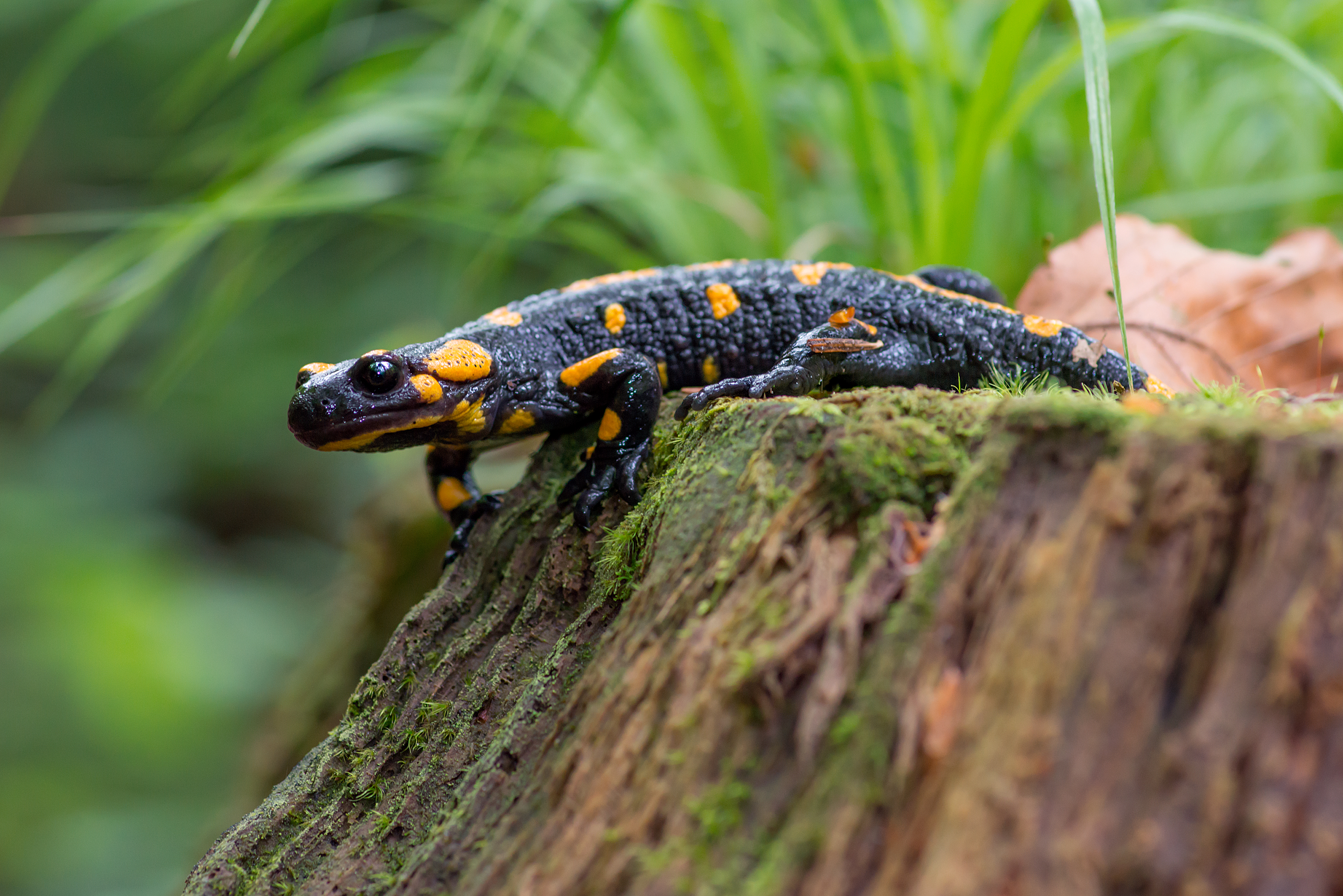 Саламандра вогняна (Salamandra salamandra)