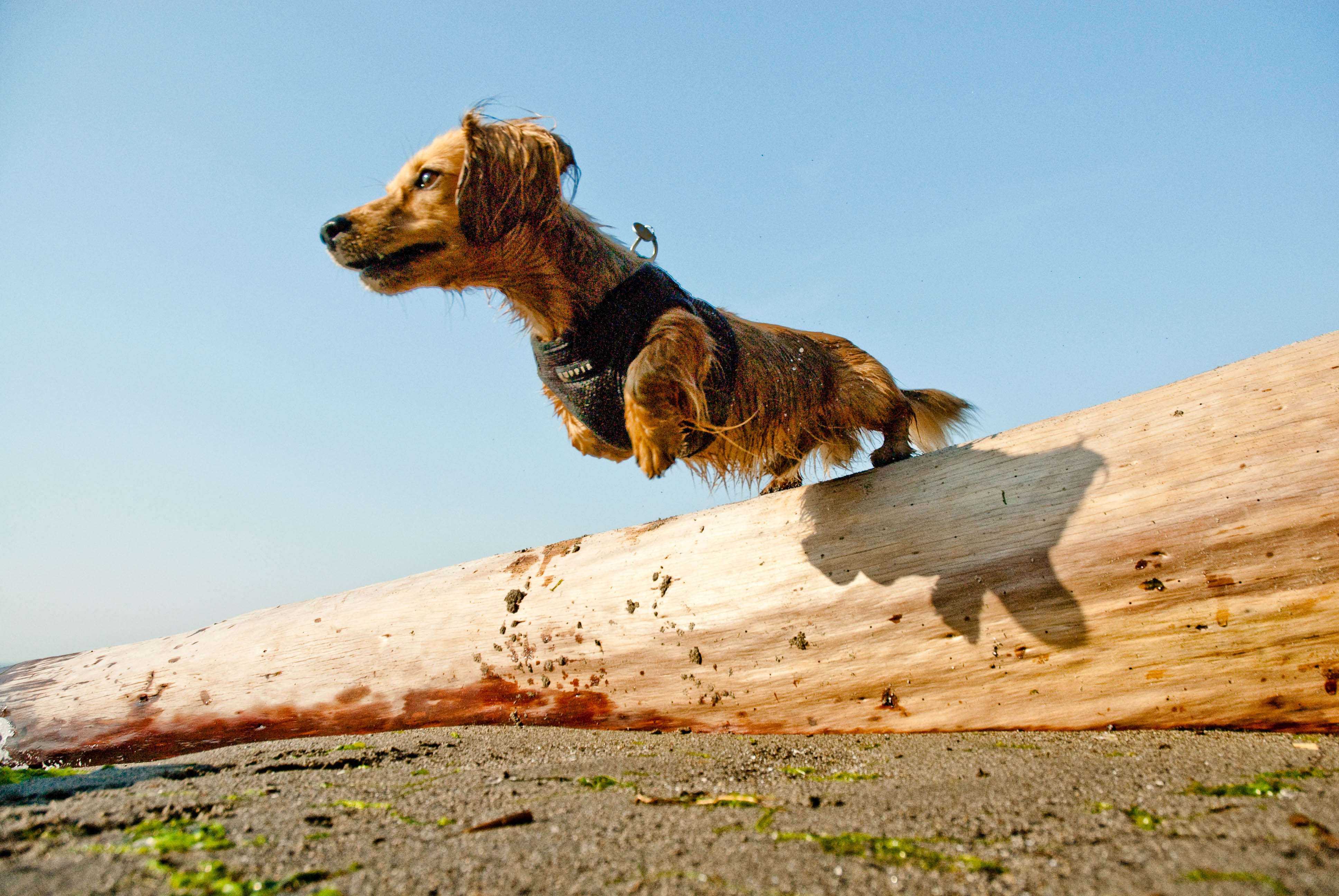 Dachshund leaping from log