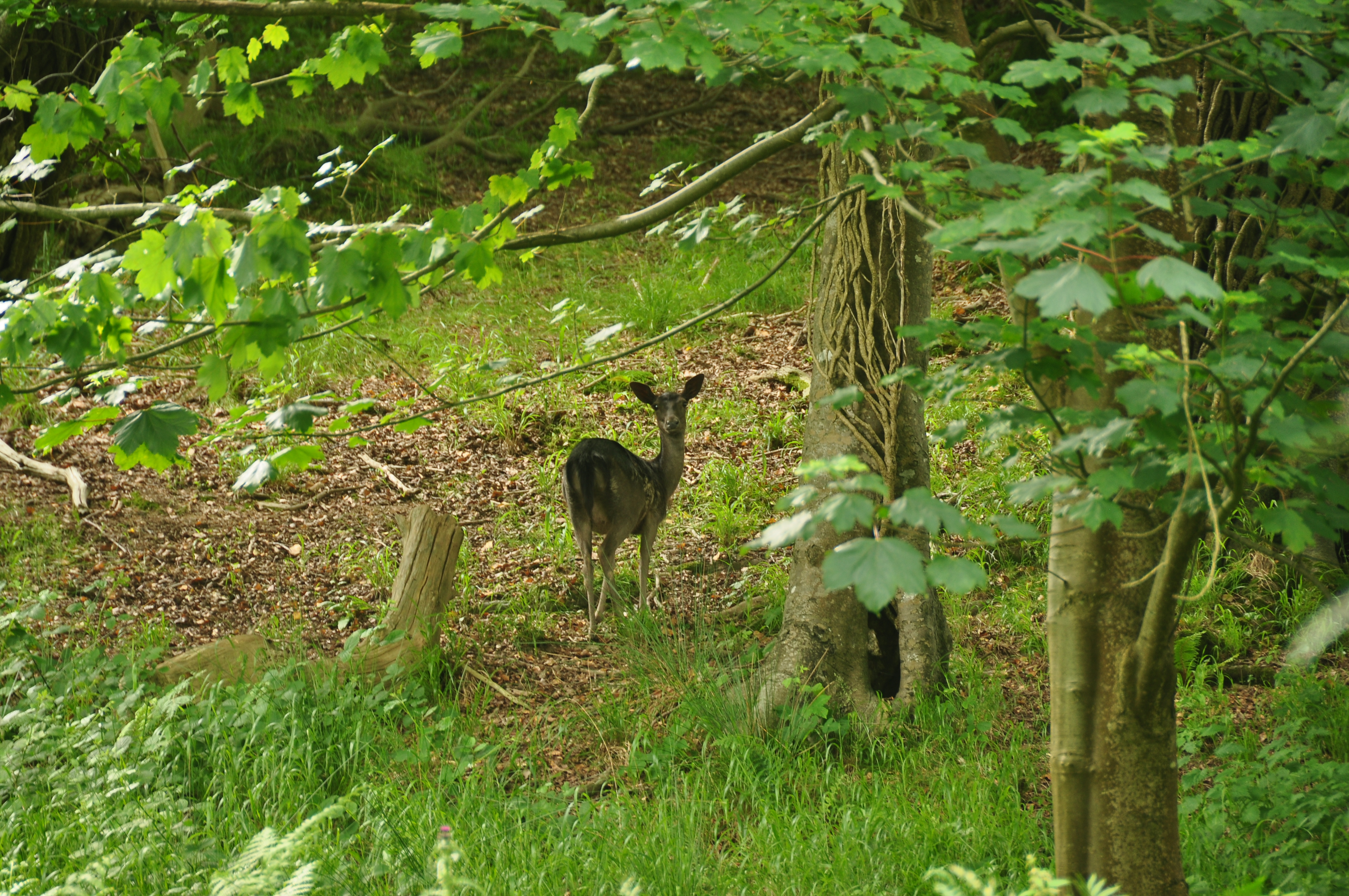 Deer at Mount Edgcumbe (0796)